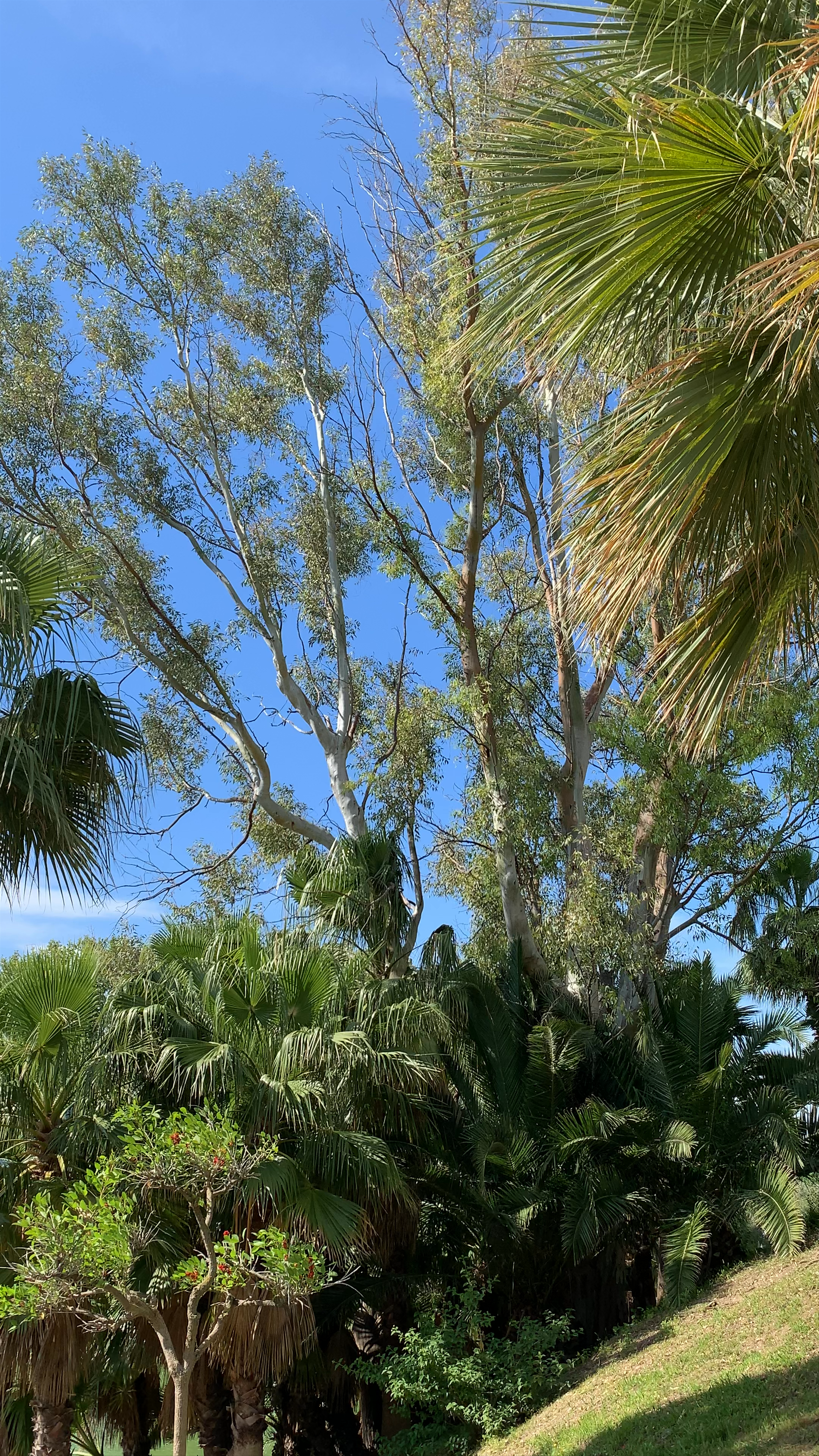 Serene Green Escape at Parque de la Paloma, Benalmádena