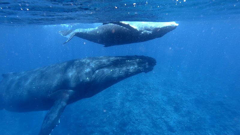 Humpback Whale Mother and Calf poster