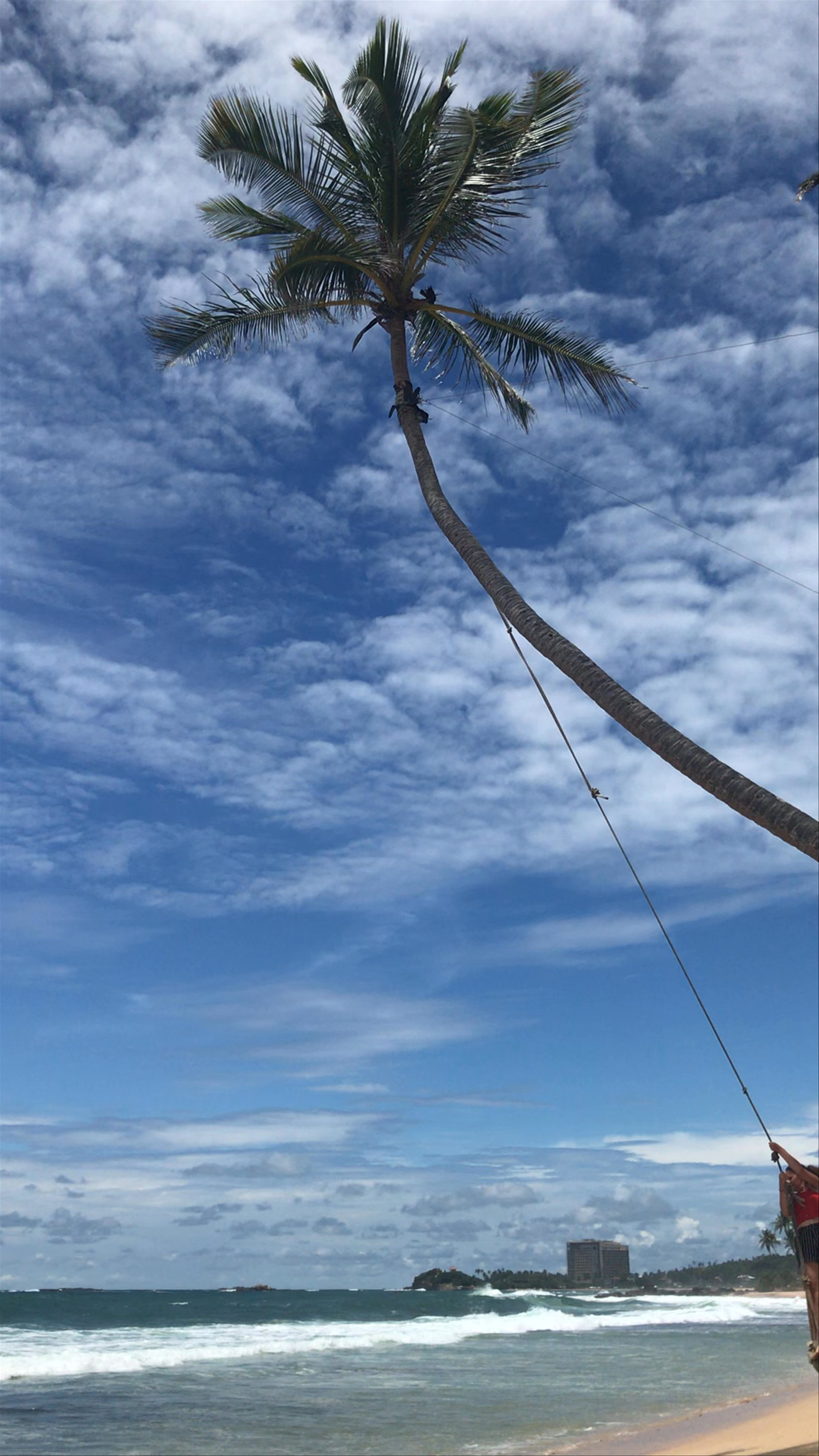 The Palm Rope Swing