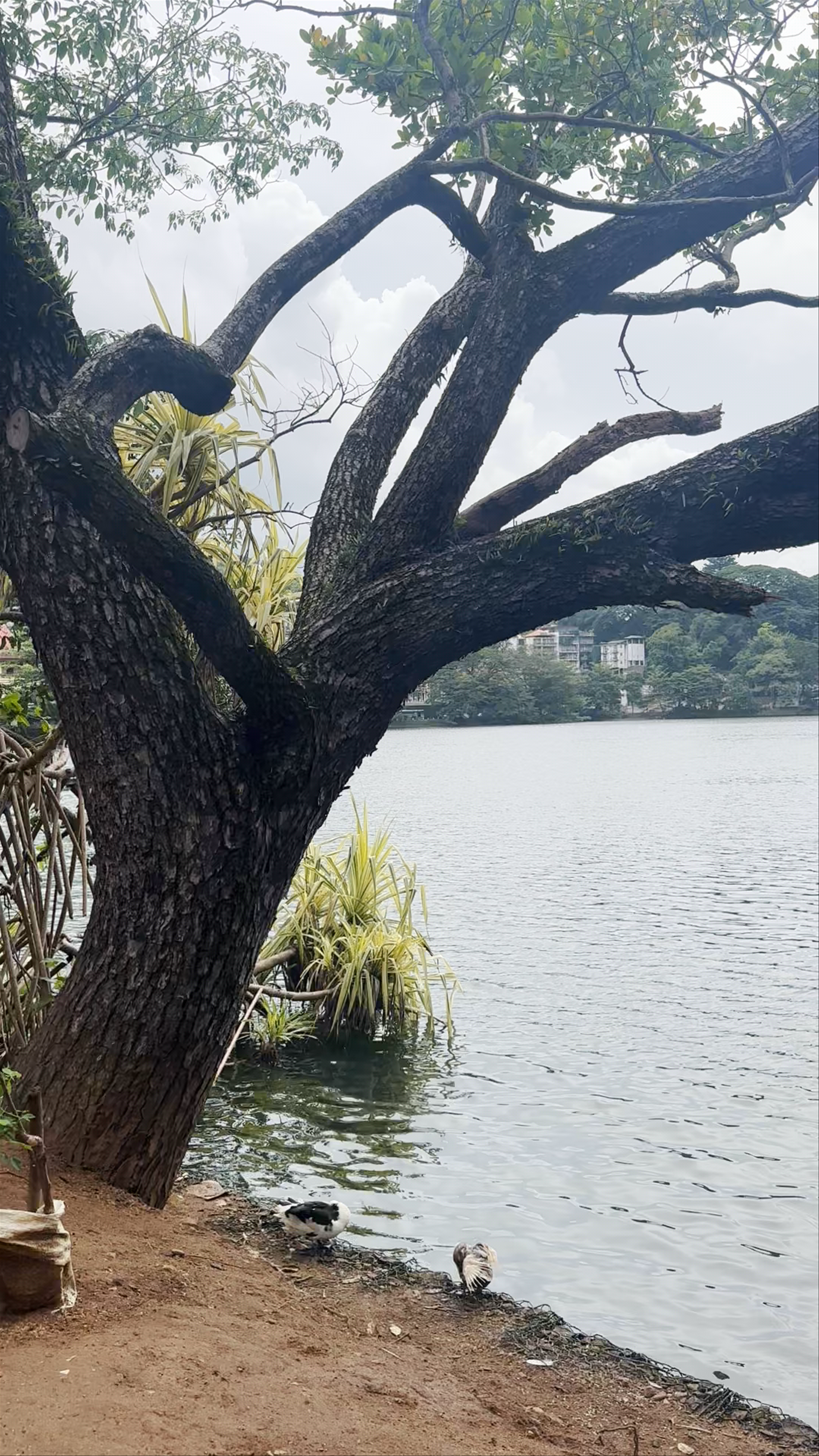 Serene Moments at Kandy Lake, Sri Lanka