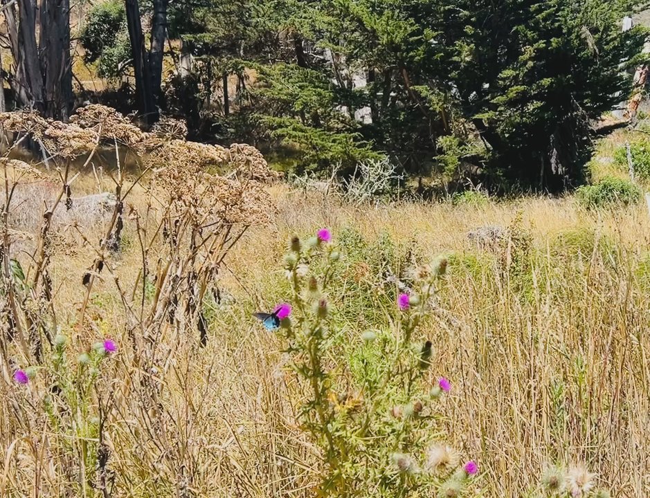 Kirby Cove - Observing a lovely swallowtail - Campgrounds Near Me - Sausalito, California