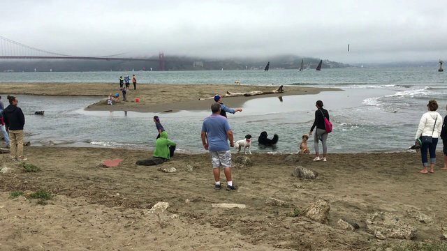 Families and dogs on the beach