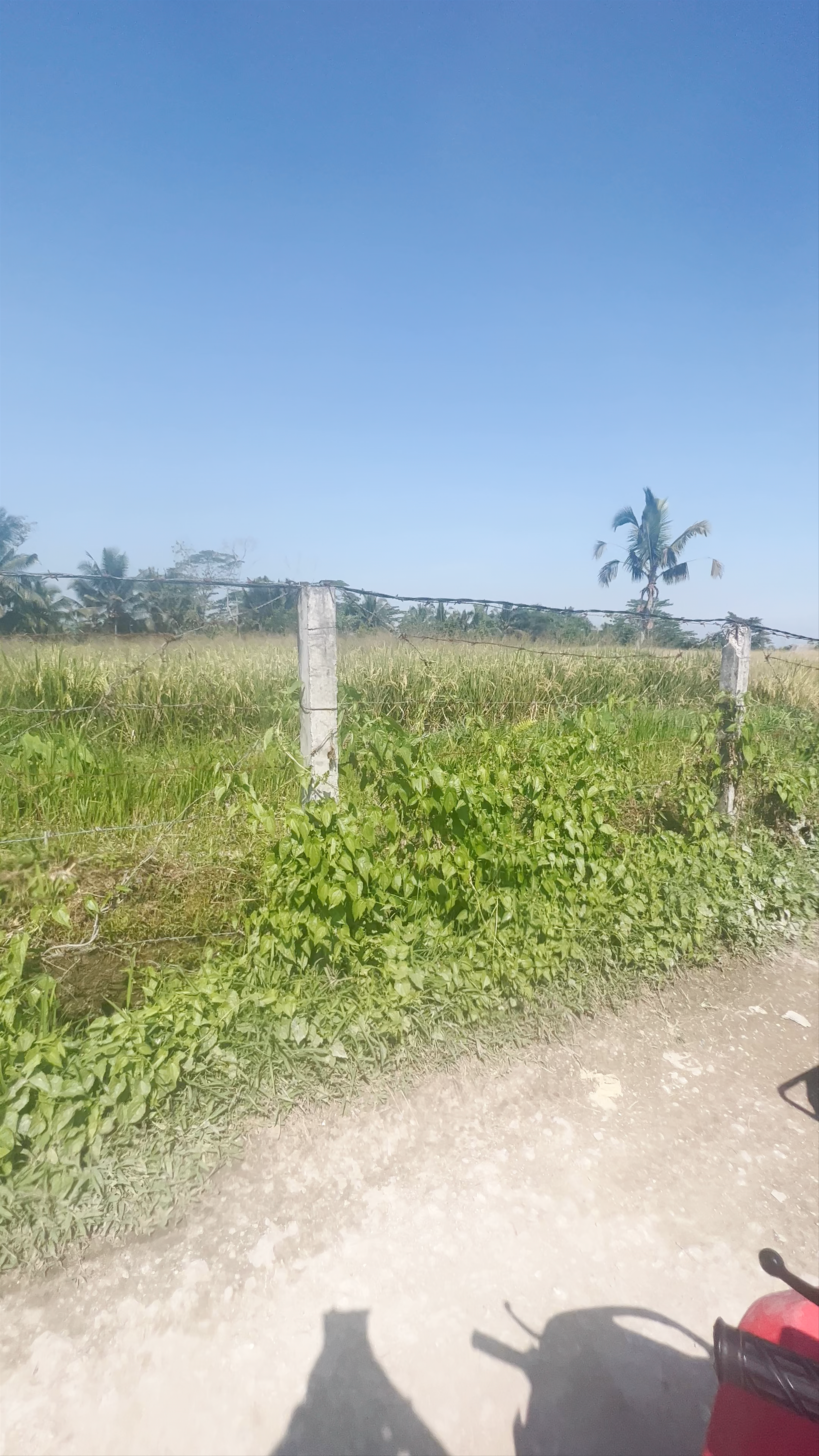 Kuber Bali Adventure: Exhilarating ATV Tour through Verdant Fields