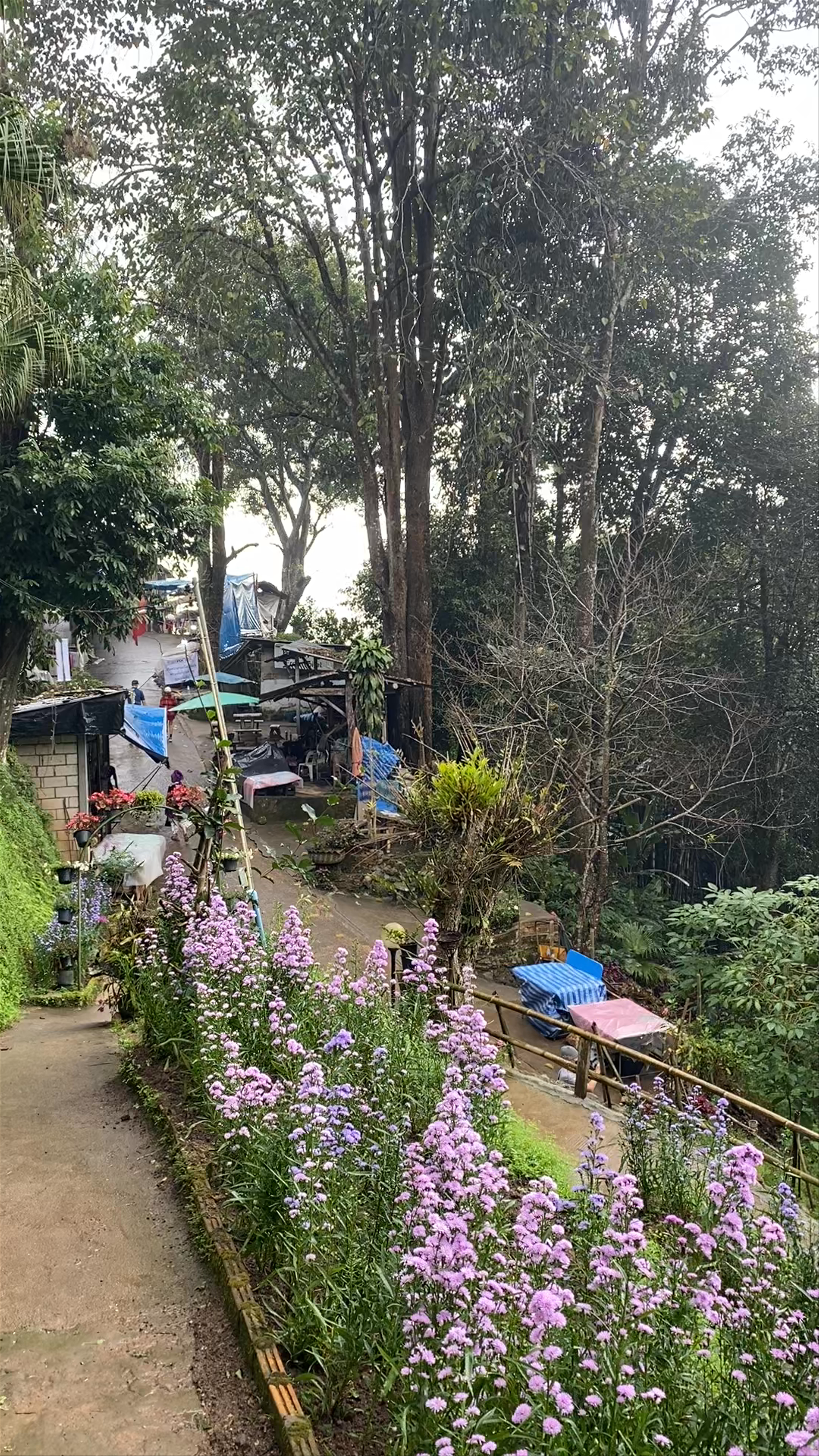 Hmong Doi Pui Village
