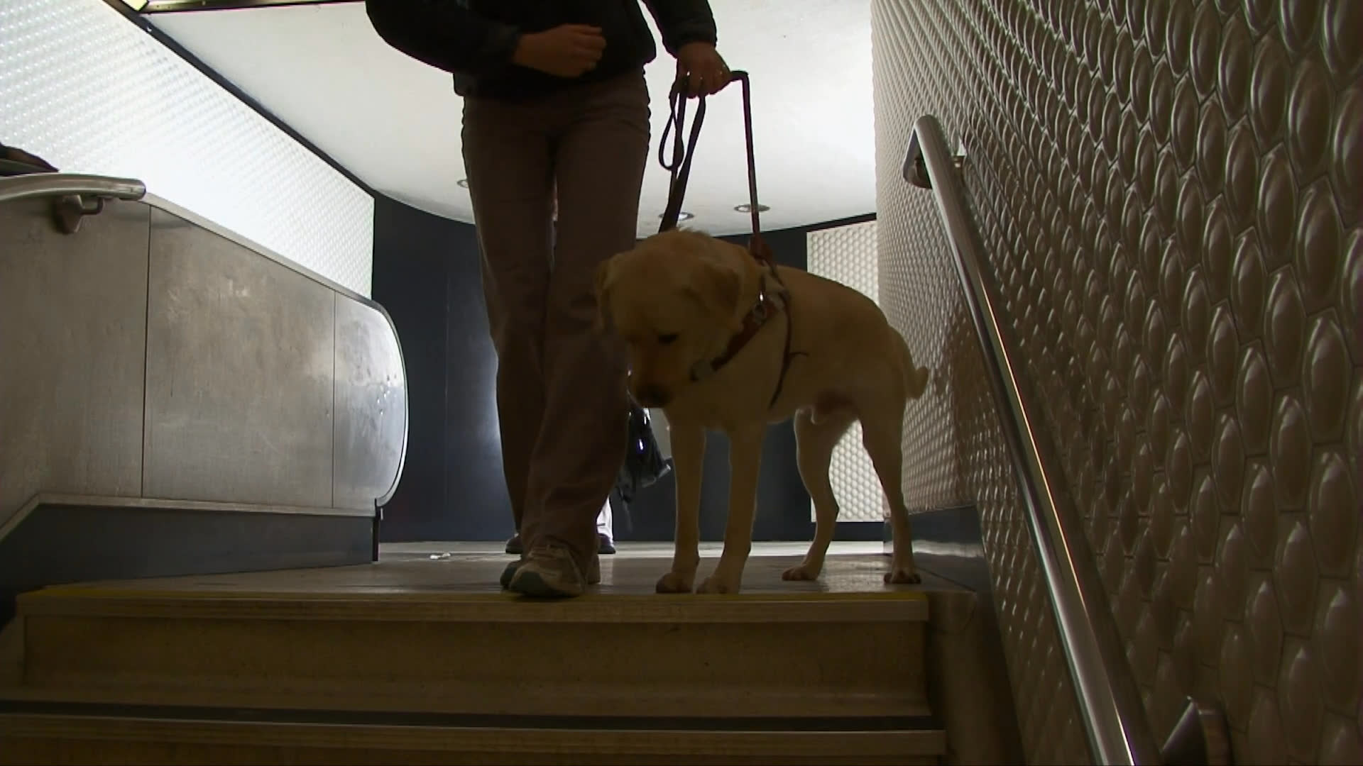 A service dog leads its handler down a station staircase and boards a subway train, where it sits attentively beside its owner during the commute.