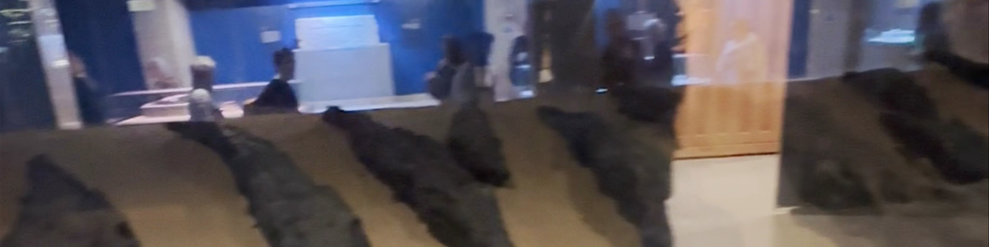 Crocodile Museum