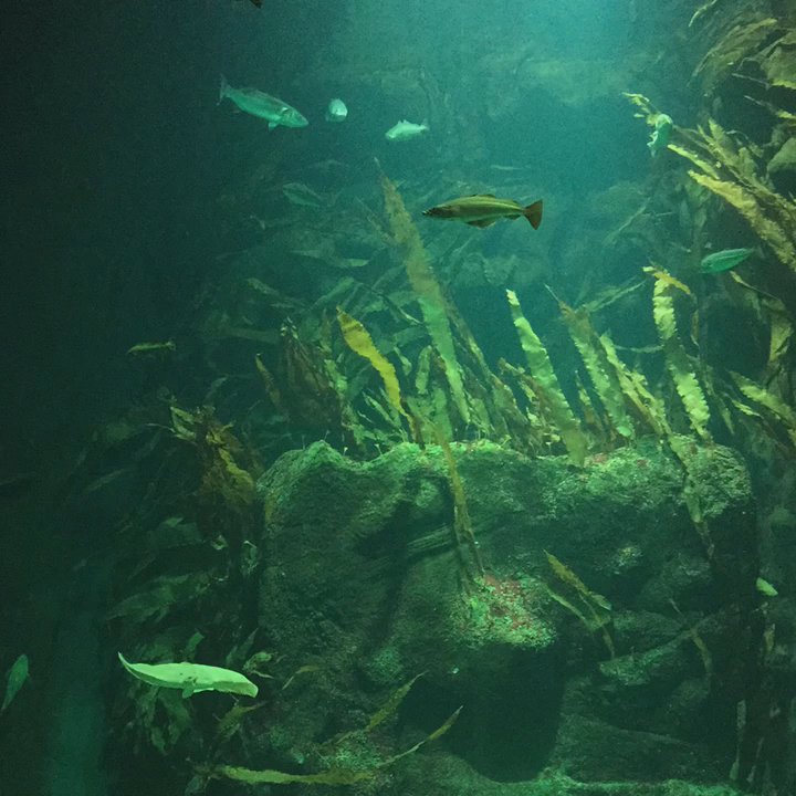 Multimar Wattforum - Zeitraffer Video vom großem Becken - Aquariums Near Me - Tönning, SH