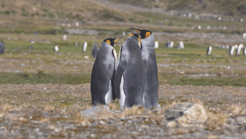 King Penguins in South Georgia animated gif