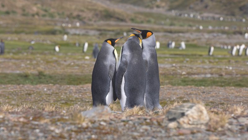 King Penguins in South Georgia poster