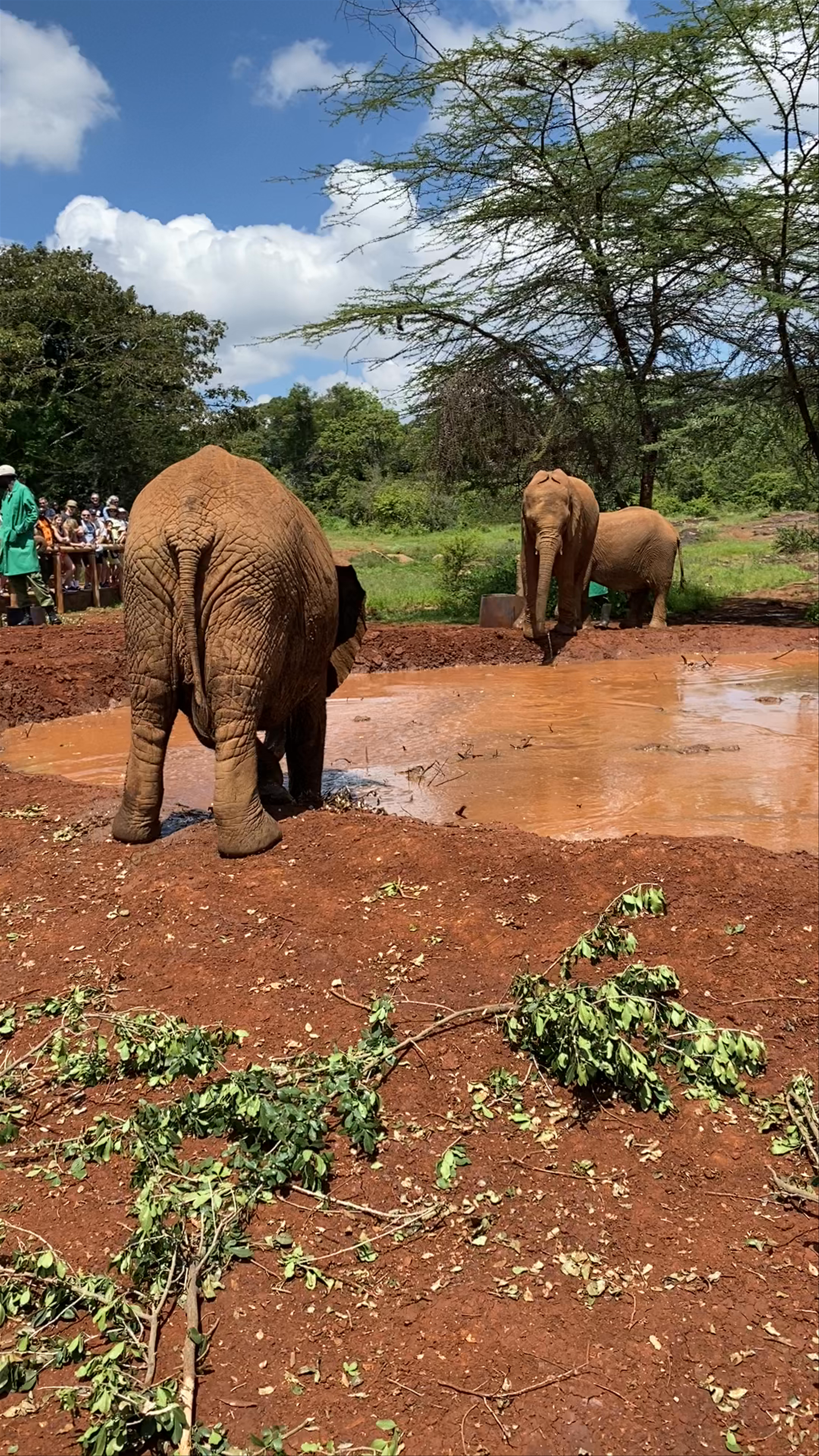 Sheldrick Elephant Orphanage
