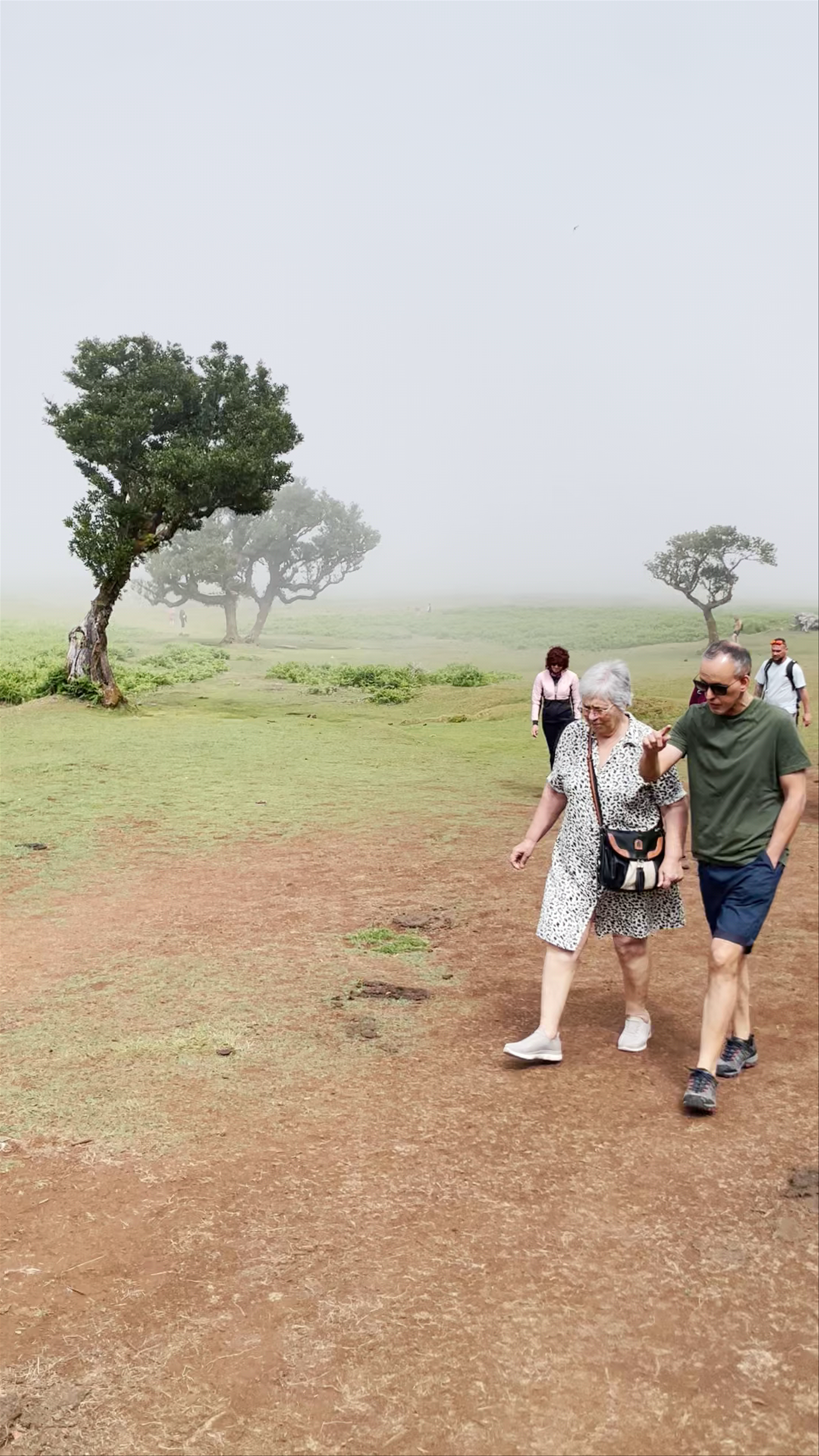 Fanal Forest