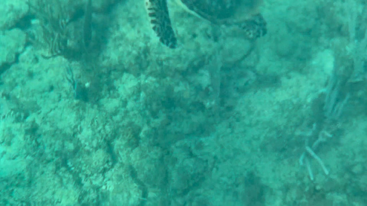 Rincon Diving & Snorkeling - Sea turtle during the snorkel! - Free Diving Near Me - Rincon, Puerto Rico