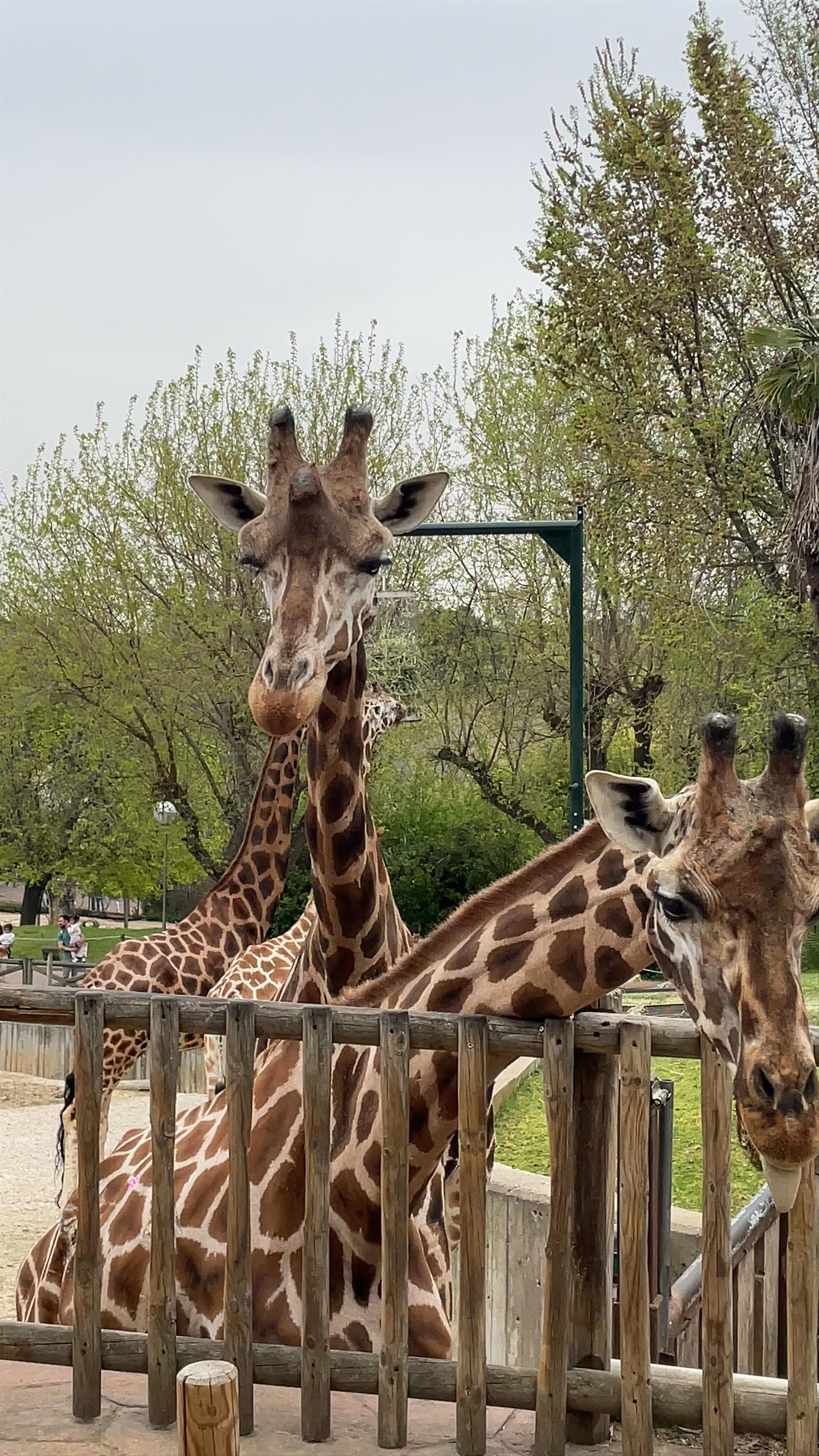 Giraffe Encounter at Zoo Aquarium de Madrid
