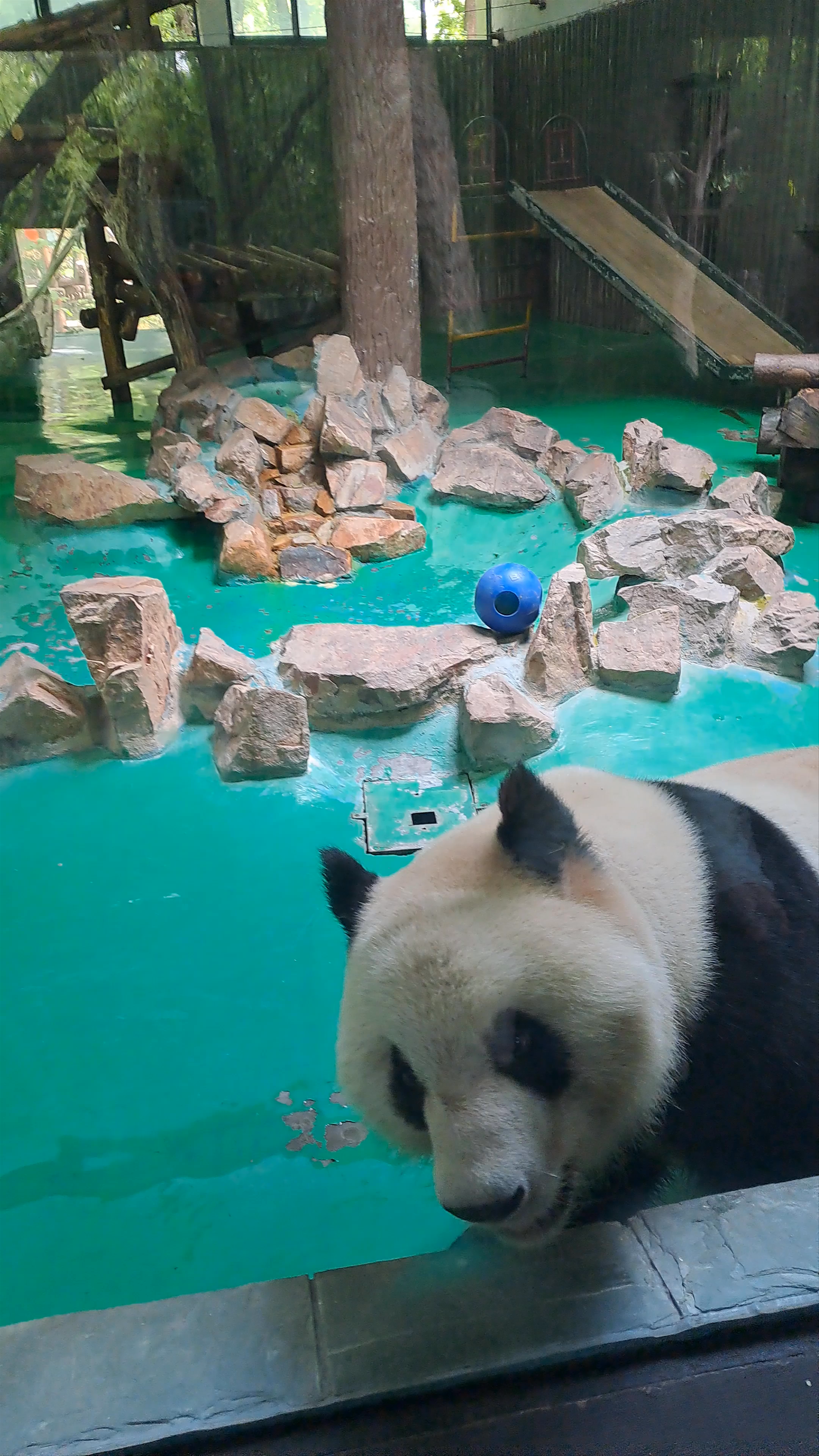Enchanting Giant Panda Experience at Shanghai Zoo