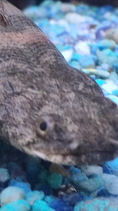 Reef Tropical Fish - Check this out - Local Fish Stores Near Me - Anaheim, California