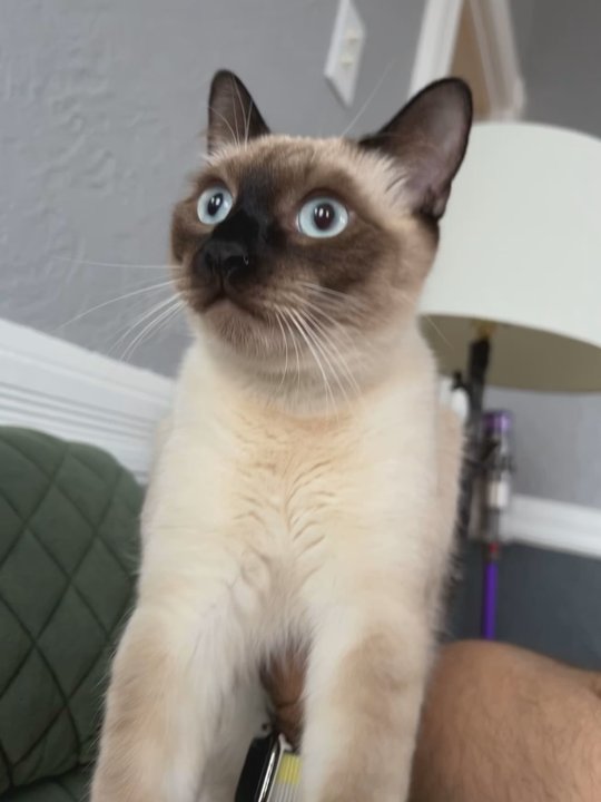 Magnolia Beech Siamese Cattery - Our Zeus - Pet Breeders Near Me