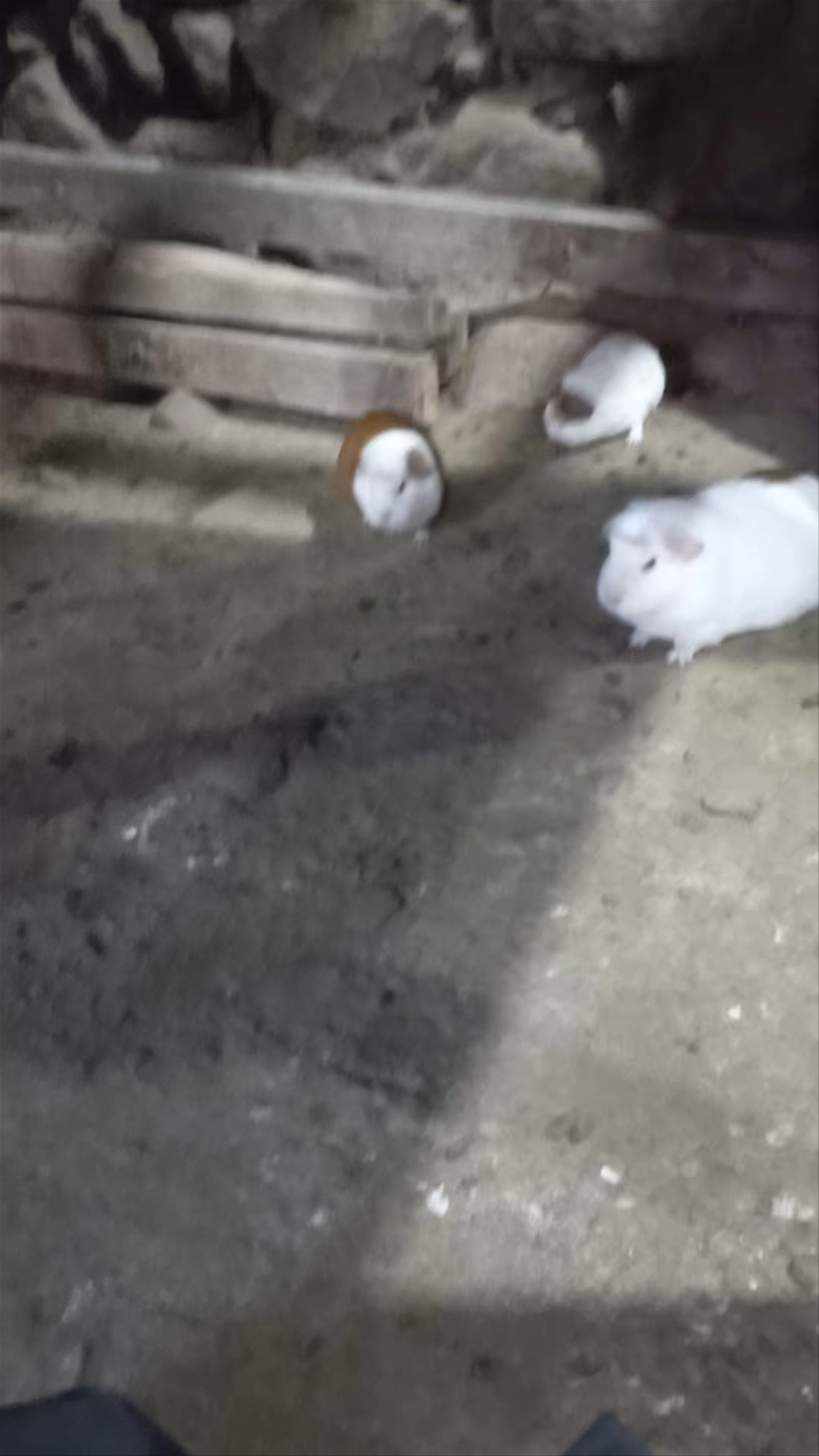 CASA INKA - MUSEO VIVO. Casa de los cuyes