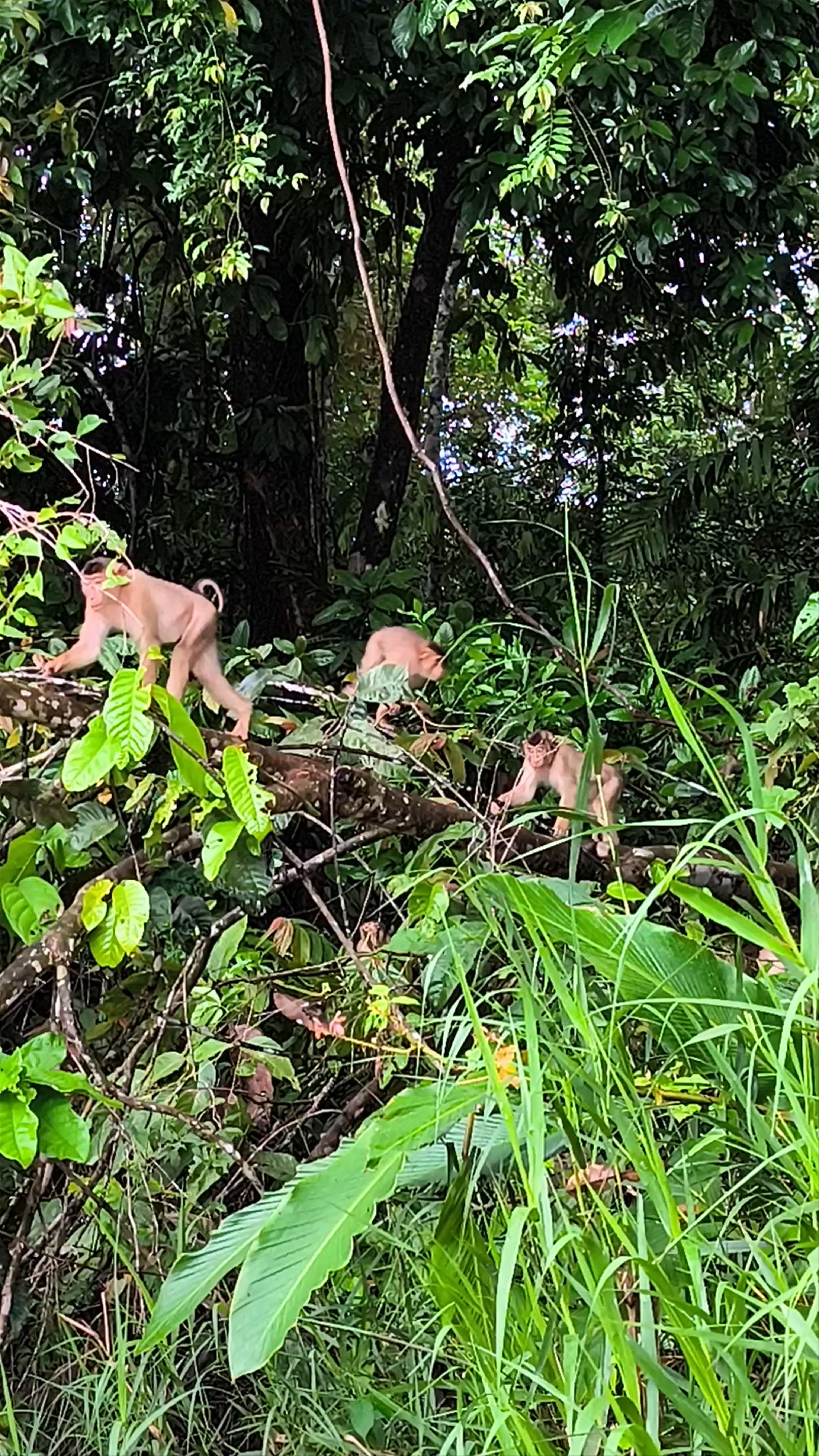 Wild Macaques in Lush Borneo Rainforest at Sandakan