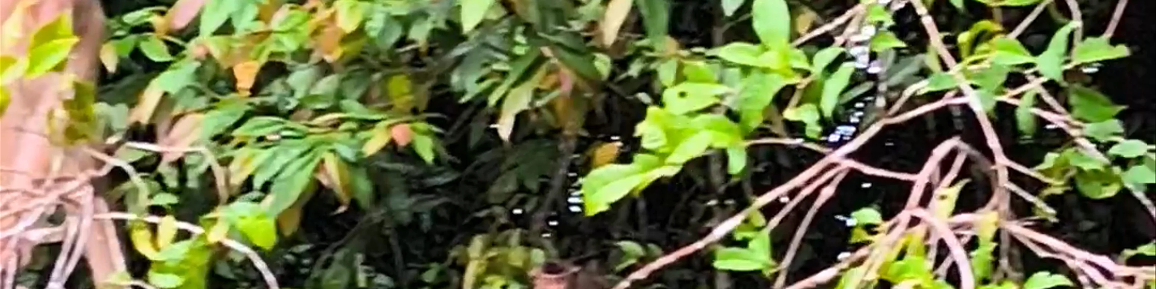 Borneo Eco Tours (Sandakan Branch)