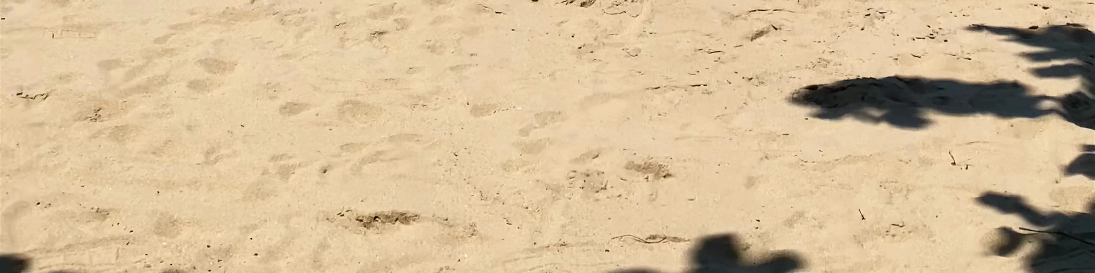 Palm Cove Beach