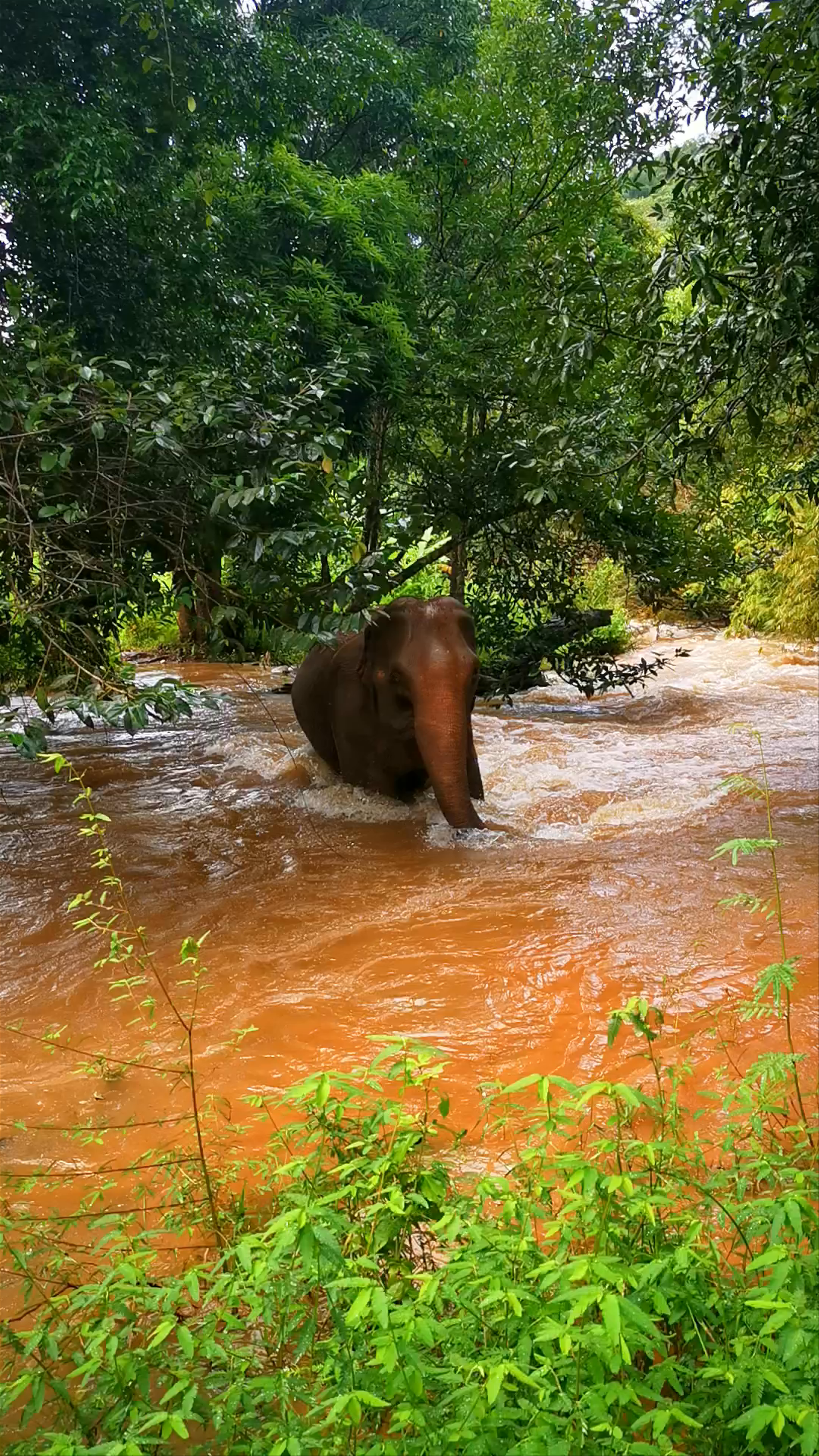 Mondulkiri Project Elephant Sanctuary