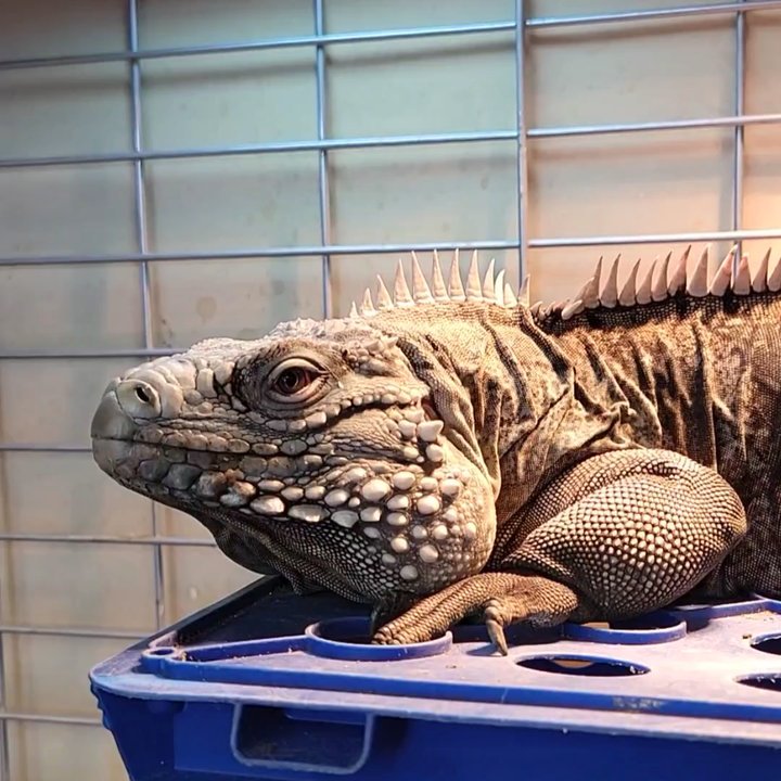 The Reptile Store - Iguana - Reptile Shops Near Me - Phoenix, Arizona