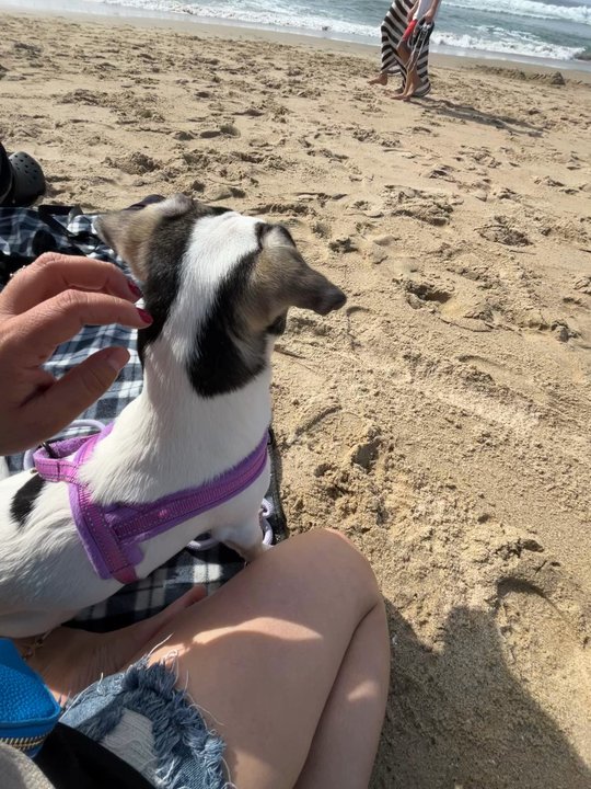 Bruce's Beach - Luna  enjoying the  at the beach - Parks Near Me - Manhattan Beach, California