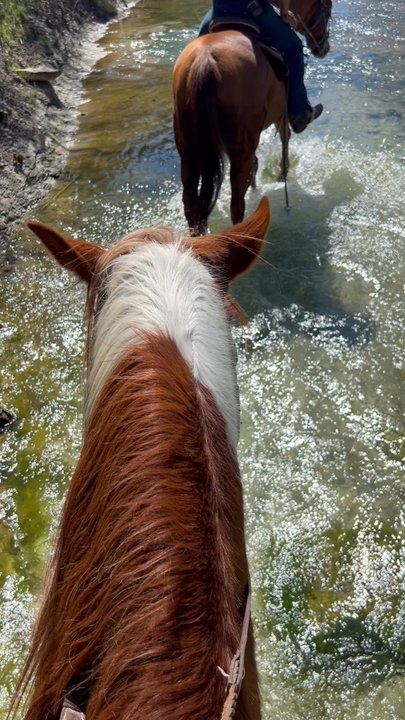 Lone Star Ranch & Rodeo - Great experience! Alex was a fantastic guide 10/10 ! We were both beginners and he was extremely helpful and even let us trot a little bit. - Horseback Riding Near Me - Austin, Texas