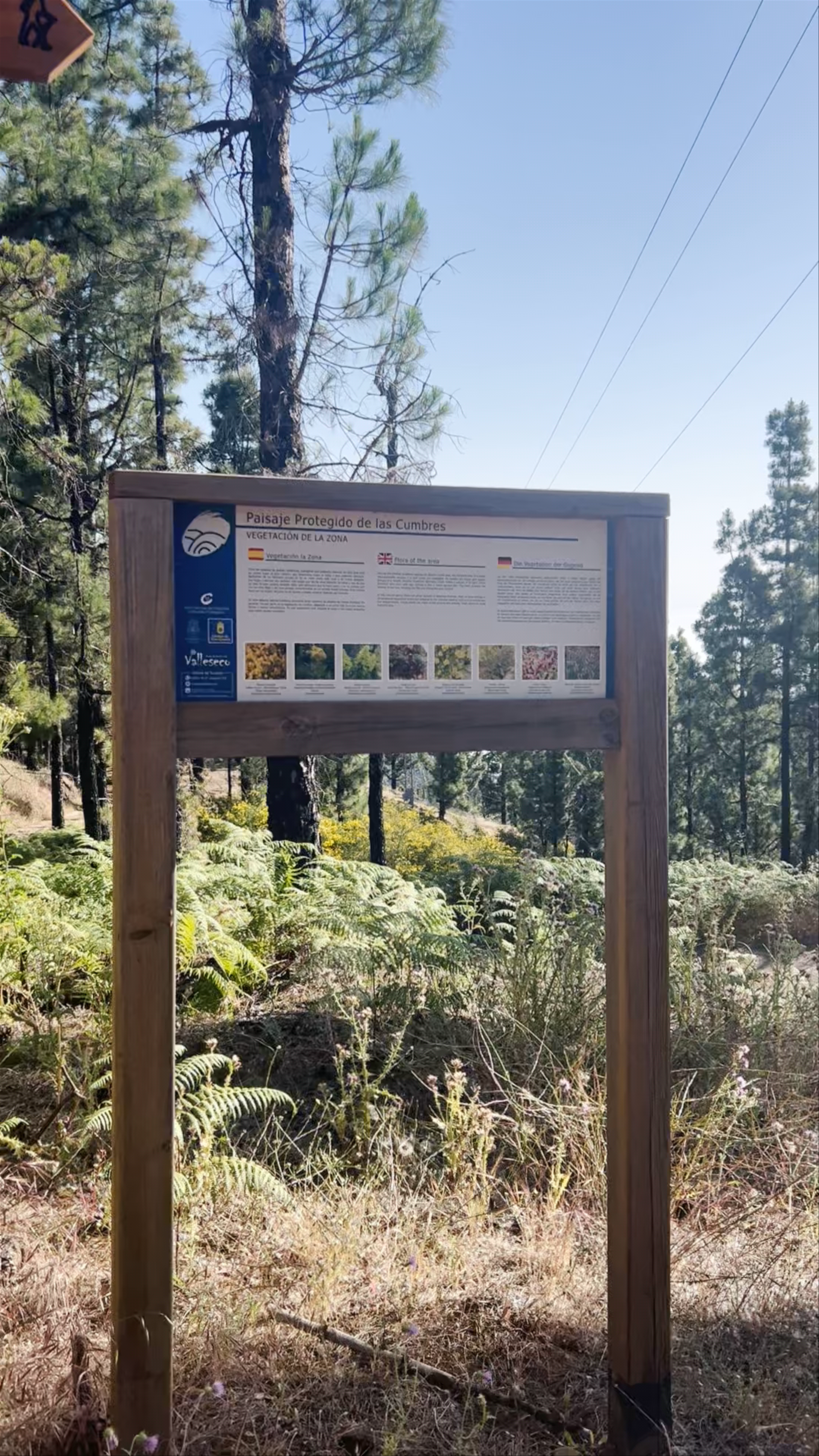 Paisaje Protegido de Las Cumbres: A Tranquil Forest Escape in Gran Canaria