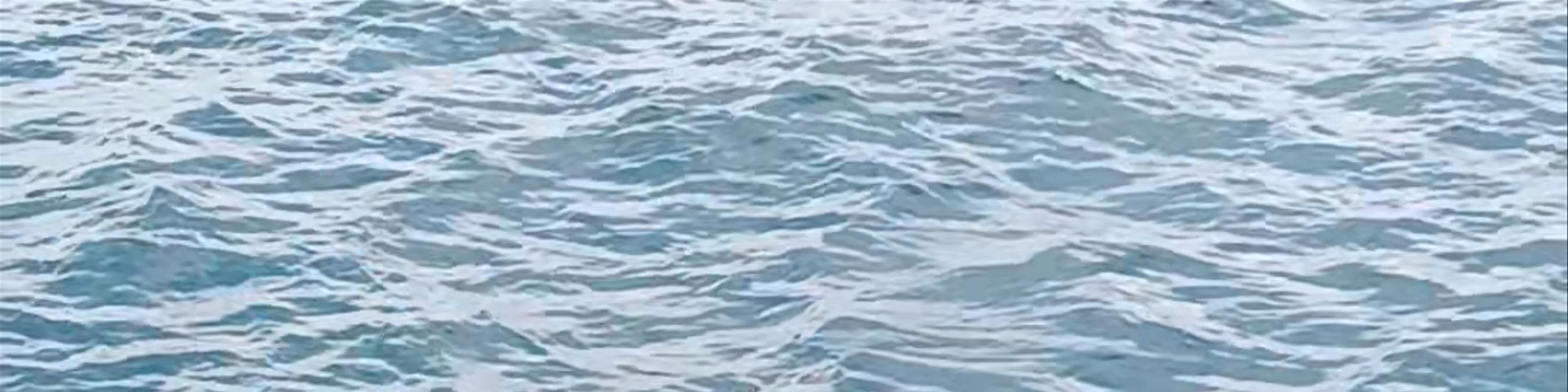 Dolphin Adventure