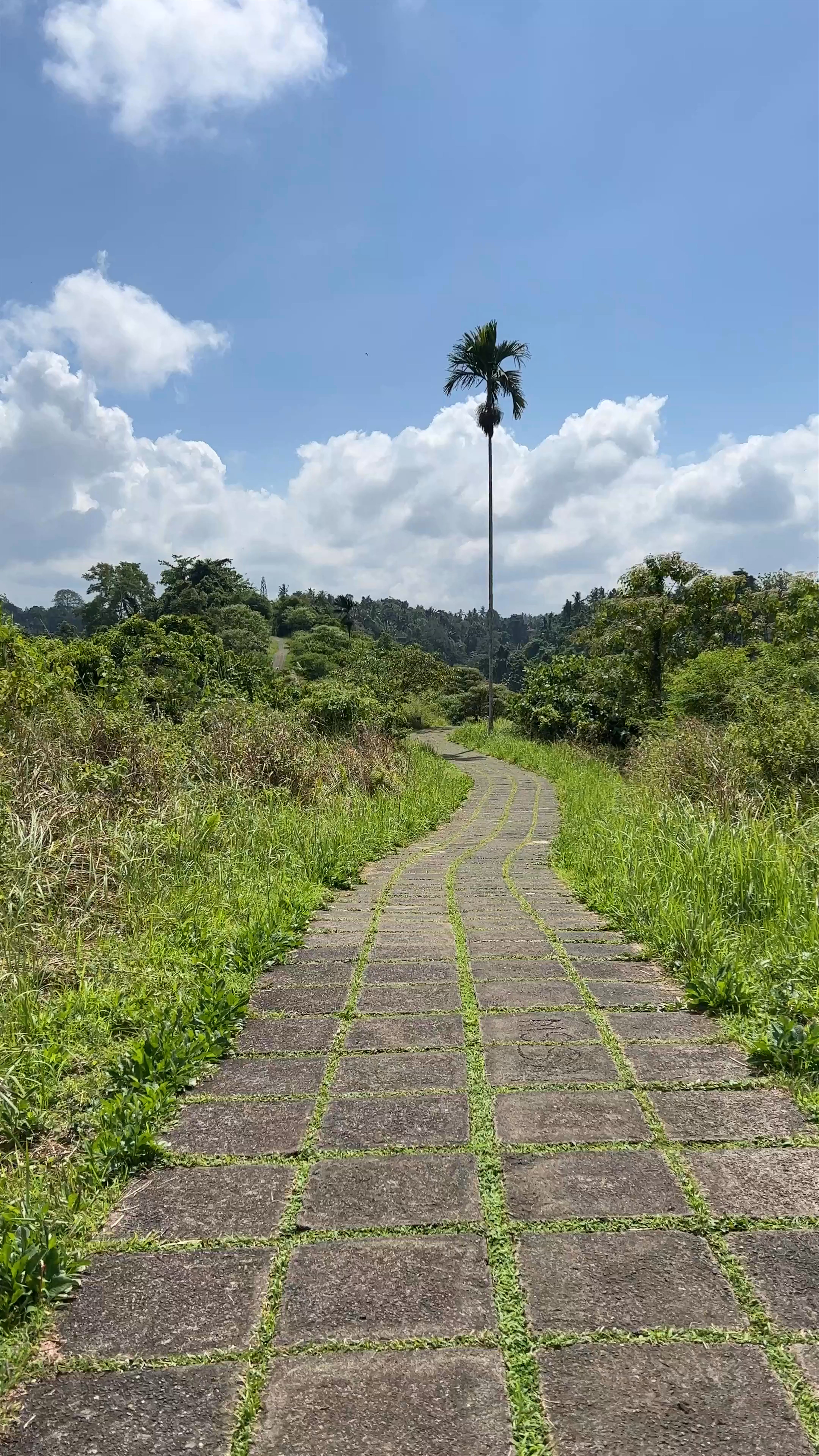Campuhan Ridge Walk