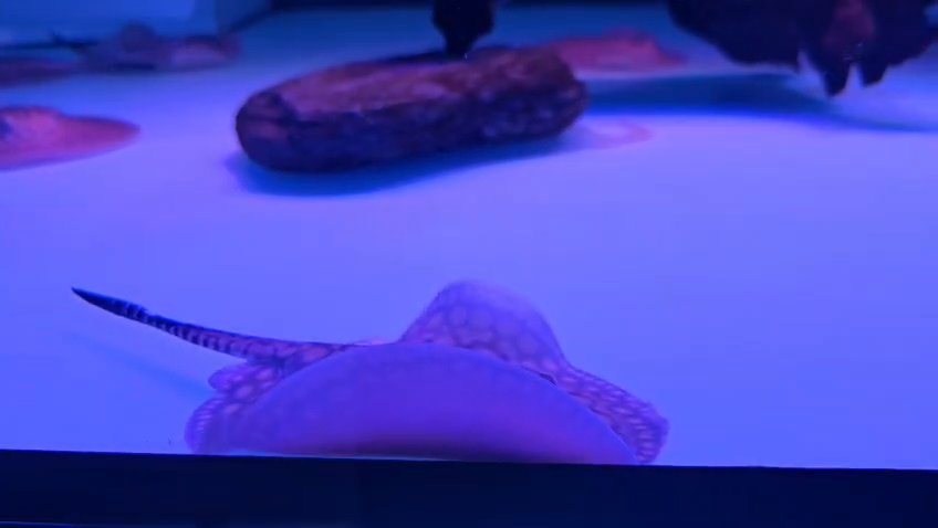 Motoro stingray