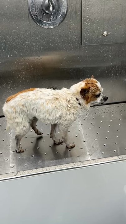Sunset Grooming - Pet Groomers Near Me