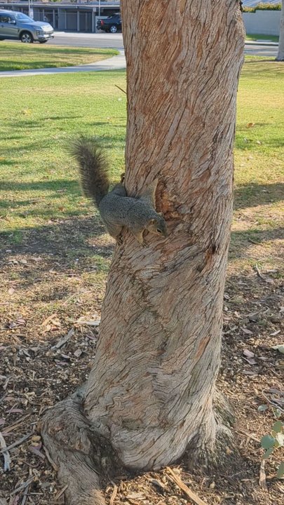Smith Murphy Park - Squirrel literally just hanging around lol - Parks Near Me - Buena Park, California