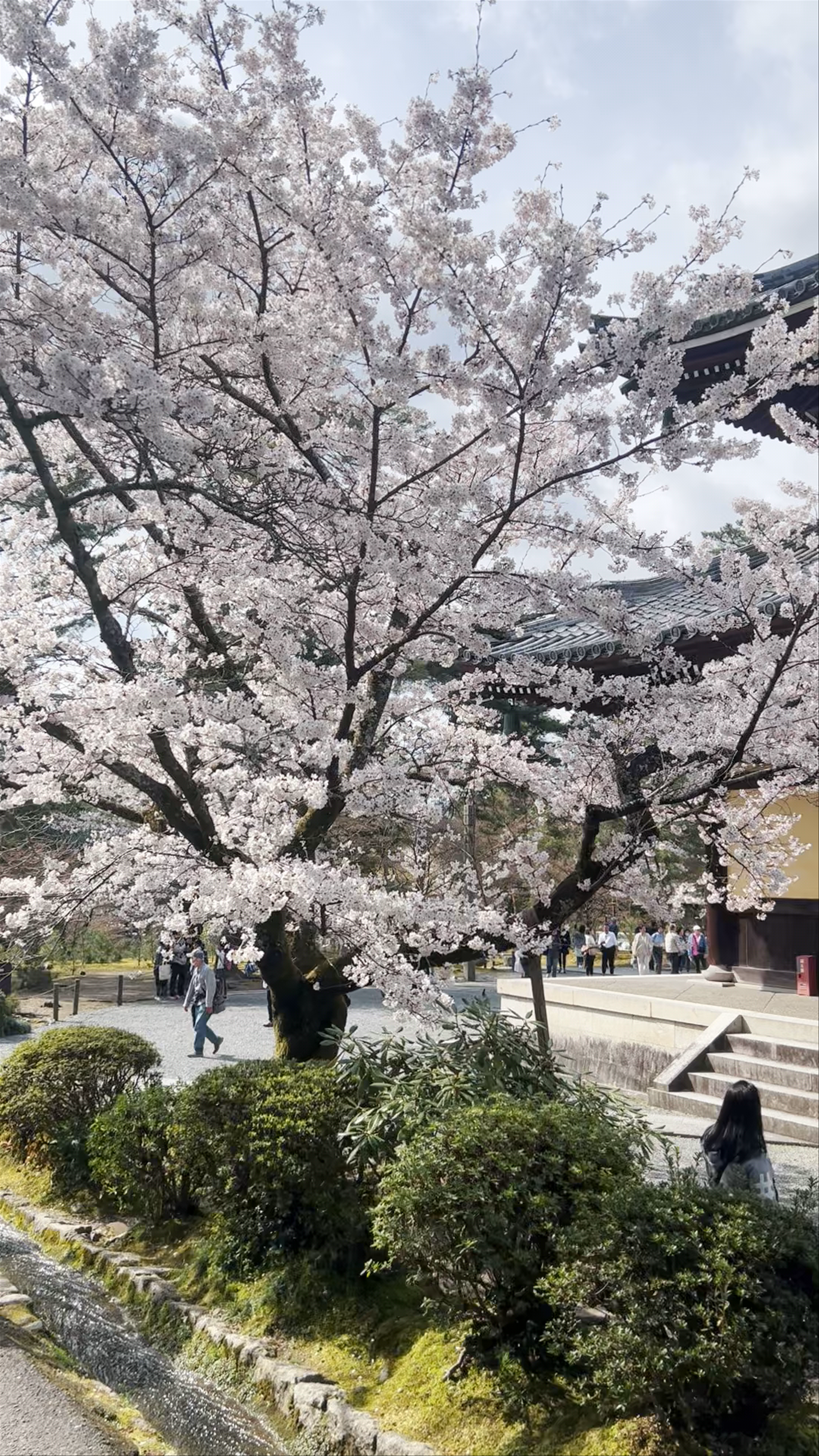 Nanzenji Temple: Cherry Blossoms in Full Bloom, Kyoto
