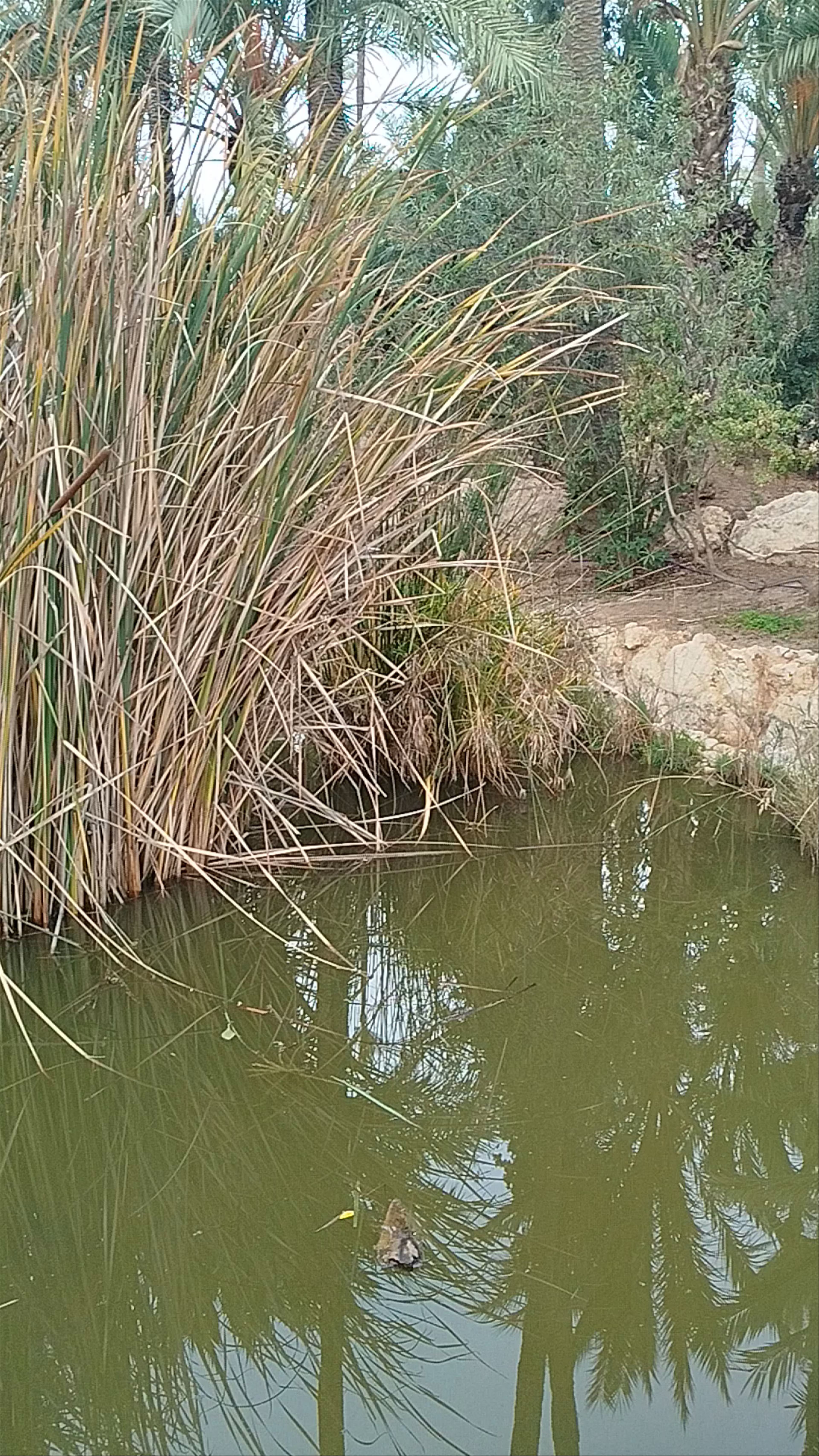 Parque El Palmeral