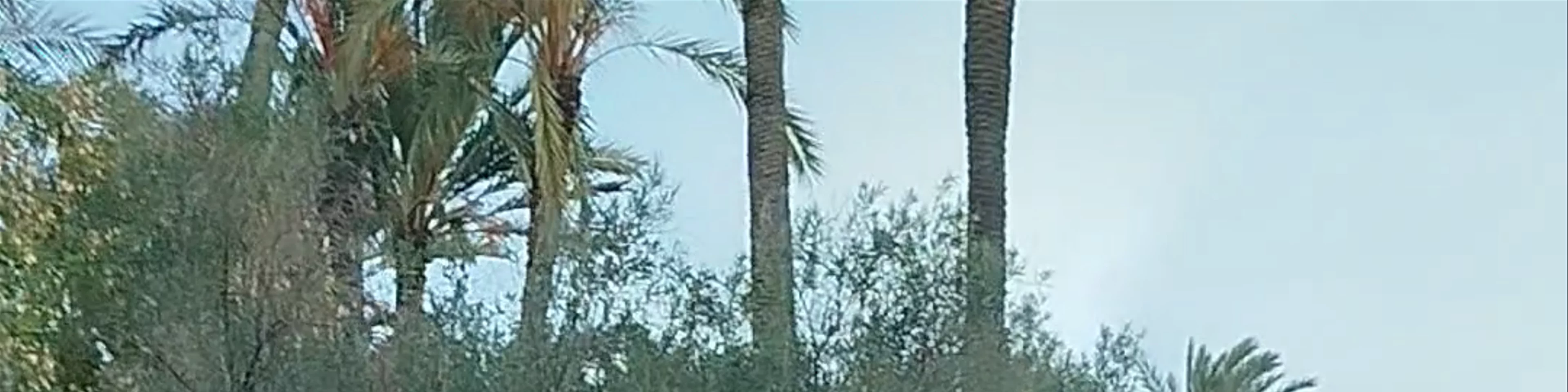 Parque El Palmeral