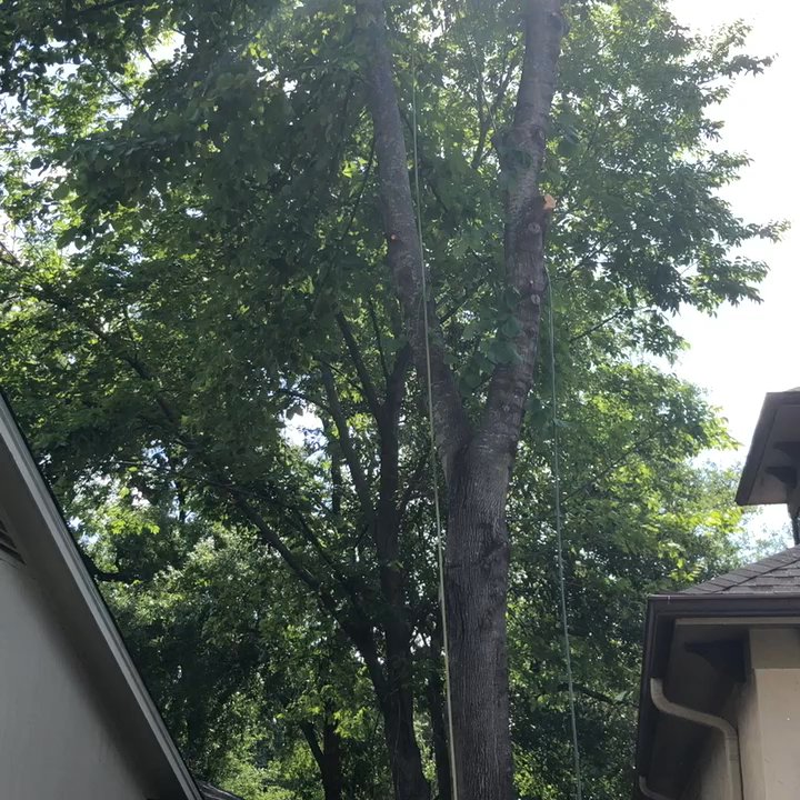 Lakewood Trees - Tree Services Near Me