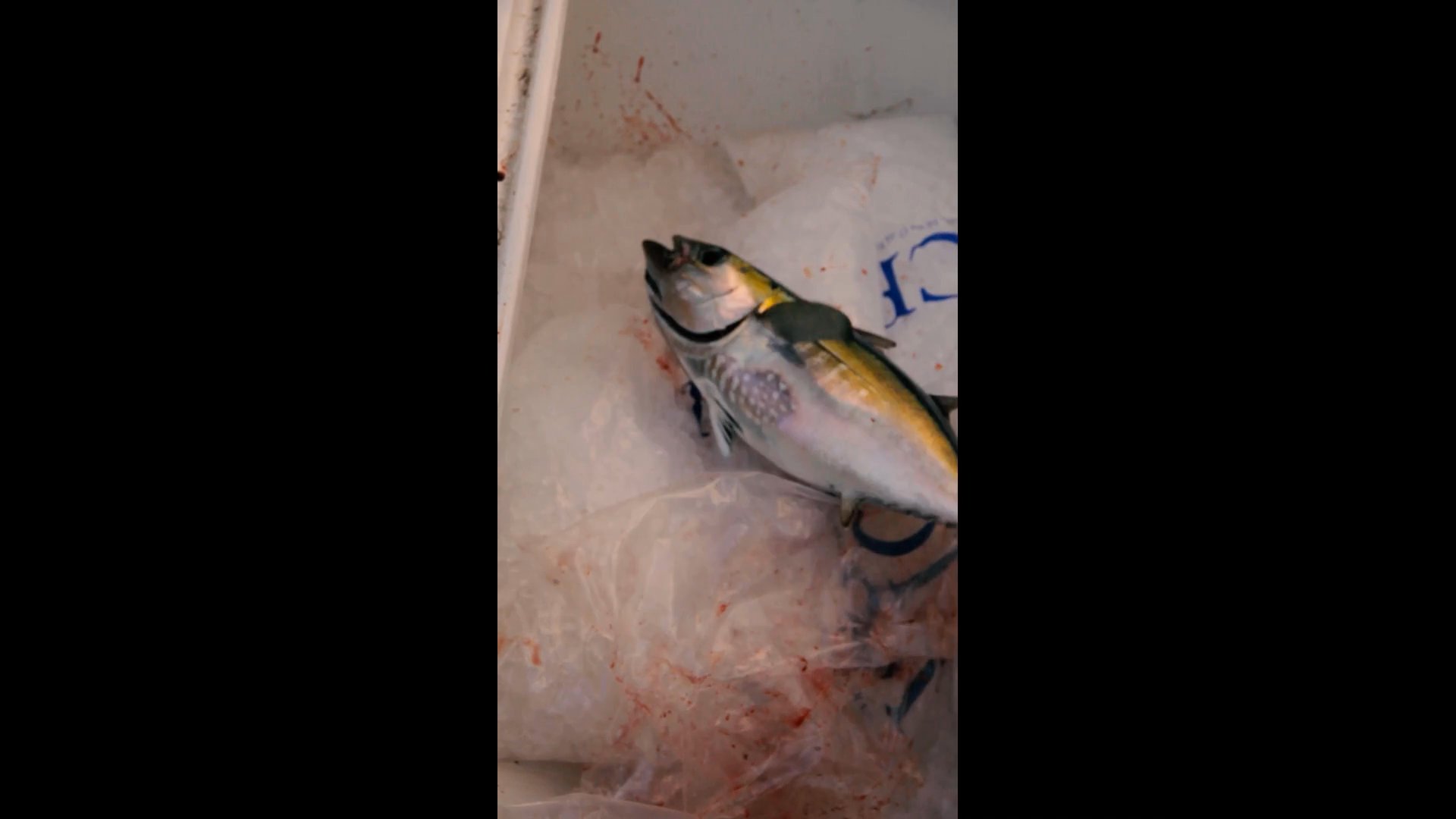 Ocean eyes 👀 🌊