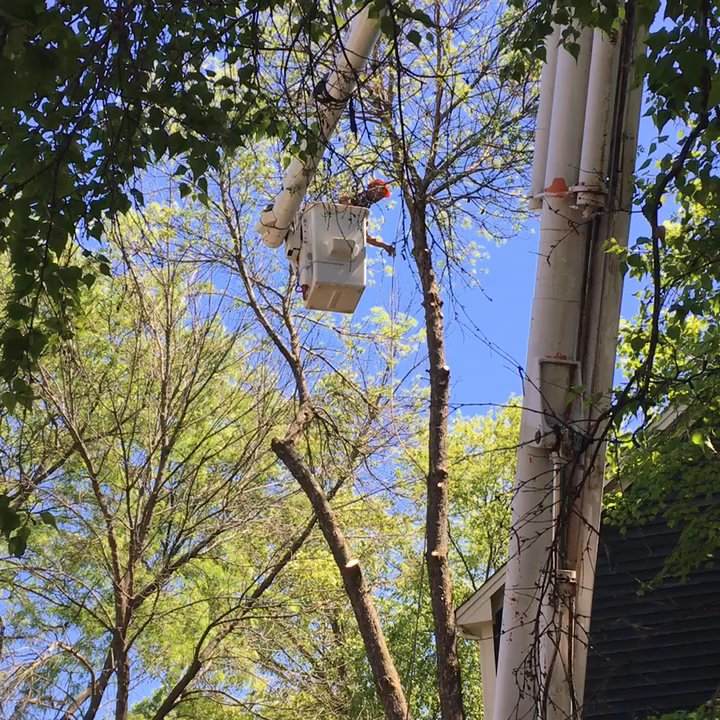 Crowley Tree Experts - Kelly Crowley (Crowley Tree Experts) removing 2 dead trees and trimming another - June 2017. - Tree Services Near Me - Wauconda, Illinois