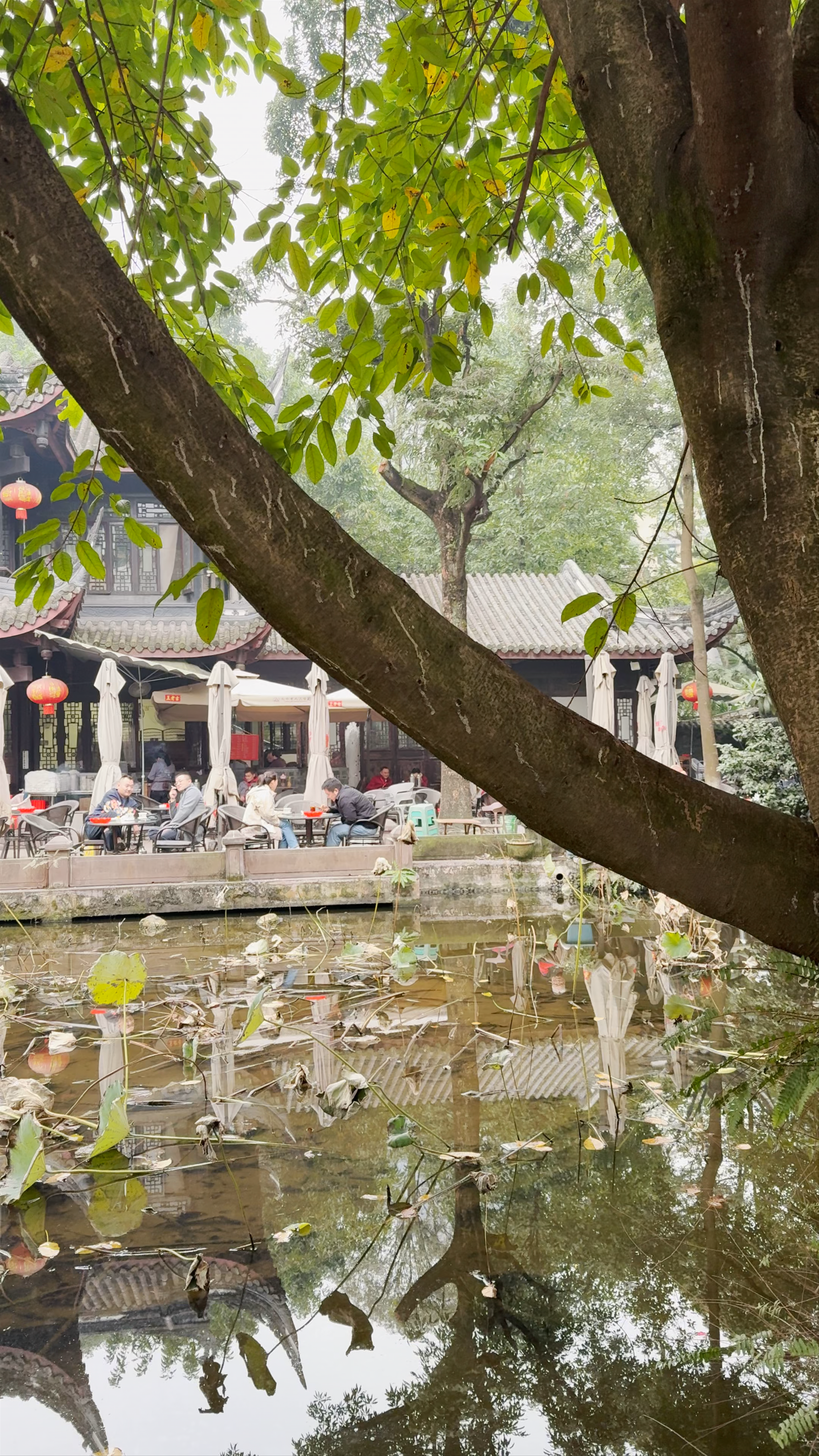 Tranquil Tea Moments at Yongju Tea House in Chengdu