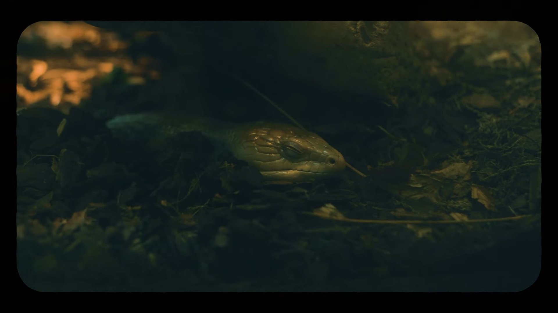 Portfolio clip by Gianfranco S., Chicago videographer