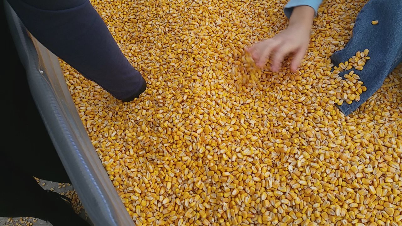 Konow's Corn Maze - So much corn! Must be 3ft deep! - Attraction Farms Near Me - Homer Glen, Illinois