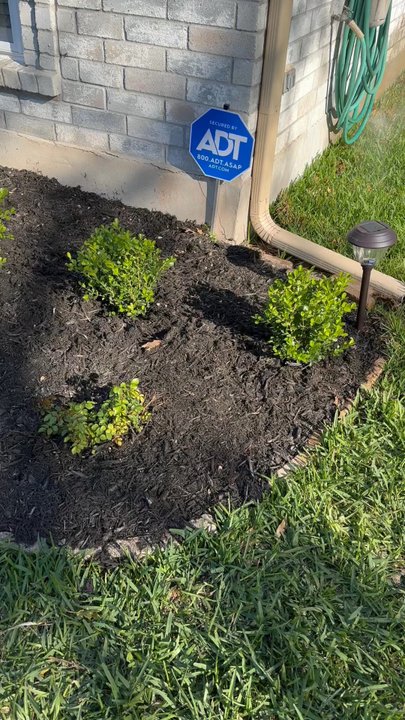Leaf Landscape Supply - Japanese boxwoods and peach drift roses - Nurseries & Gardening Near Me - Austin, Texas