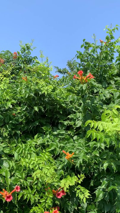 Oakland Beach - Trumpet vine and sumac along coastline ... lots of bee and bird activity! - Beaches Near Me - Warwick, Rhode Island