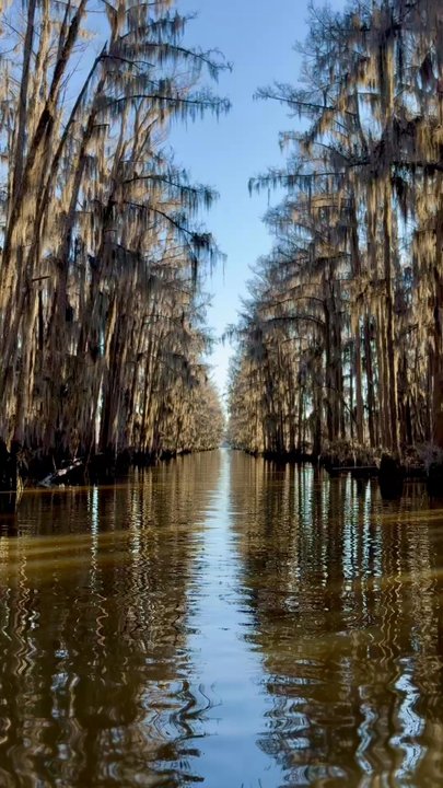 Caddo Lake - Sunrise glow in the bald cypress trees! - Lakes Near Me - Karnack, Texas