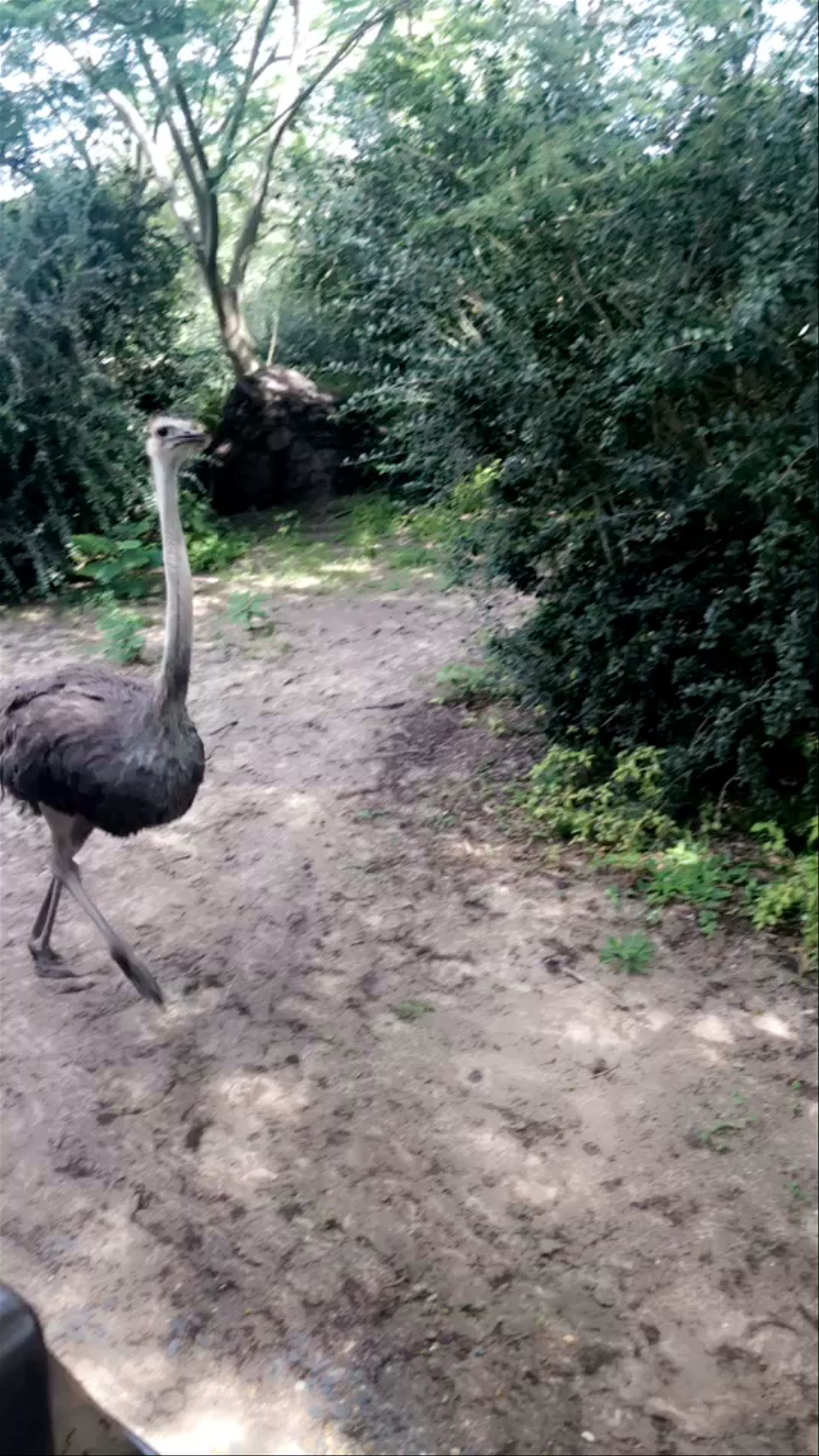 Wild Ostrich Encounter at Disney's Animal Kingdom