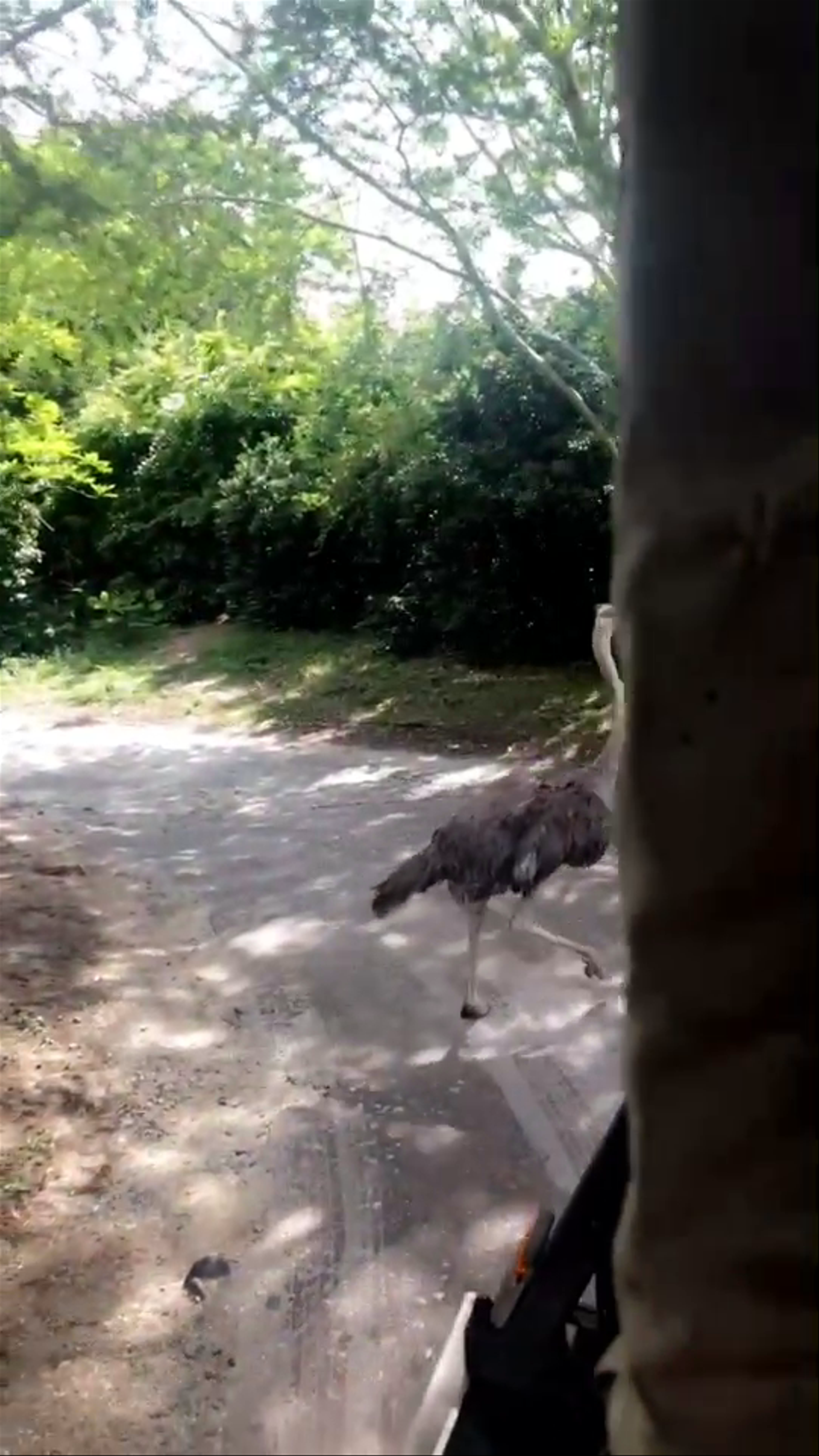 Disney's Animal Kingdom Theme Park