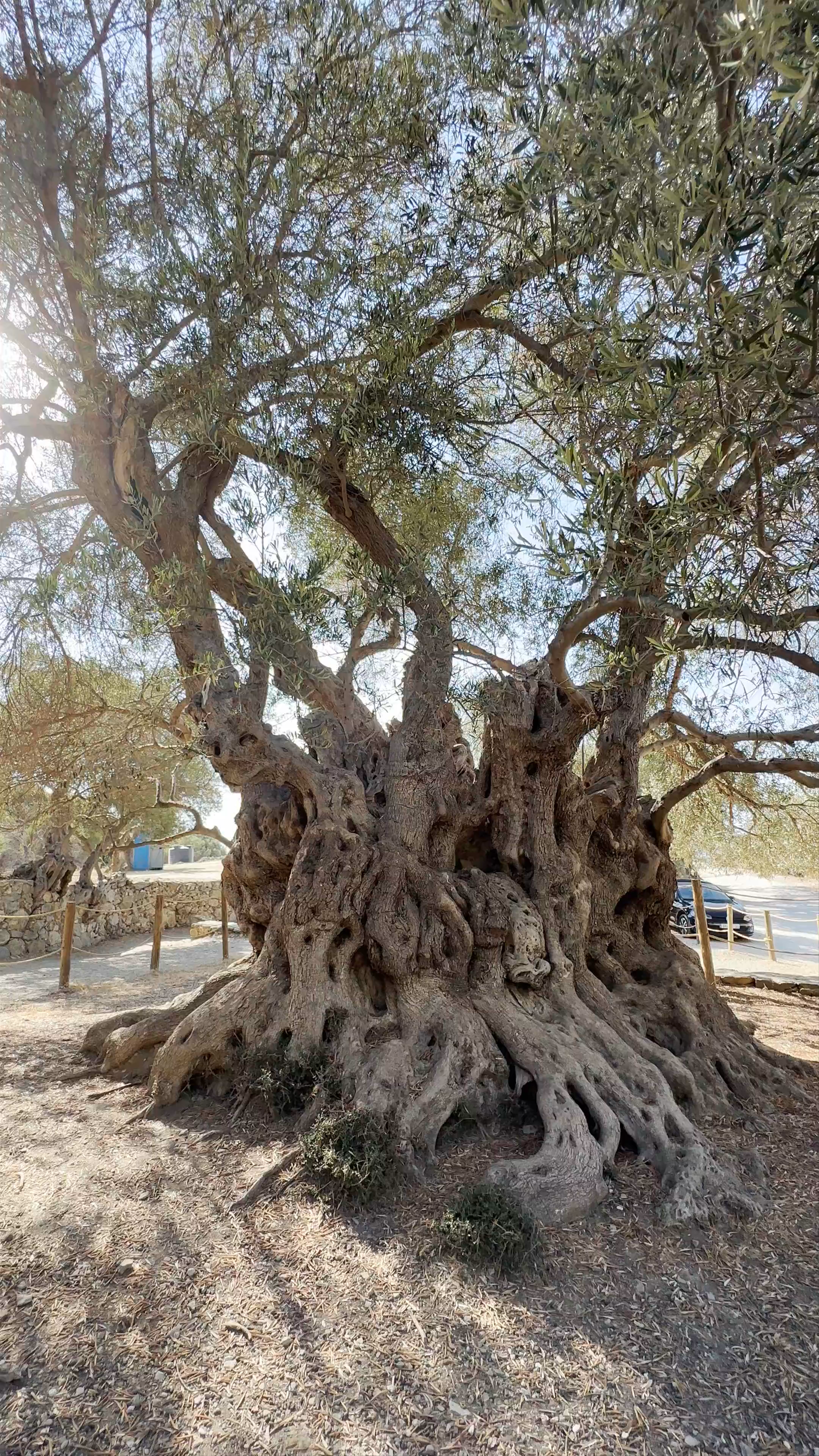 Monumental Olive Tree of Azorias