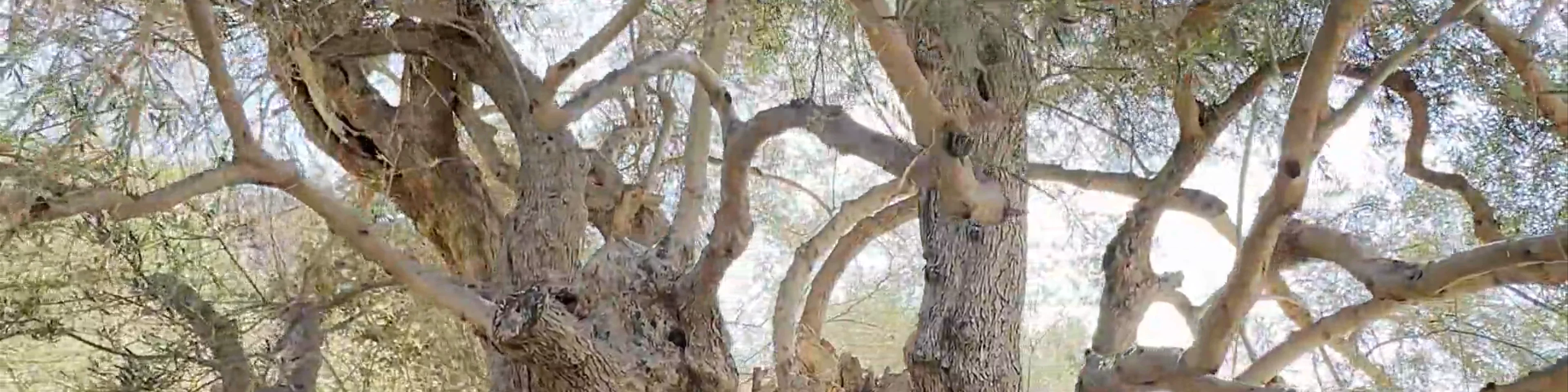 Monumental Olive Tree of Azorias